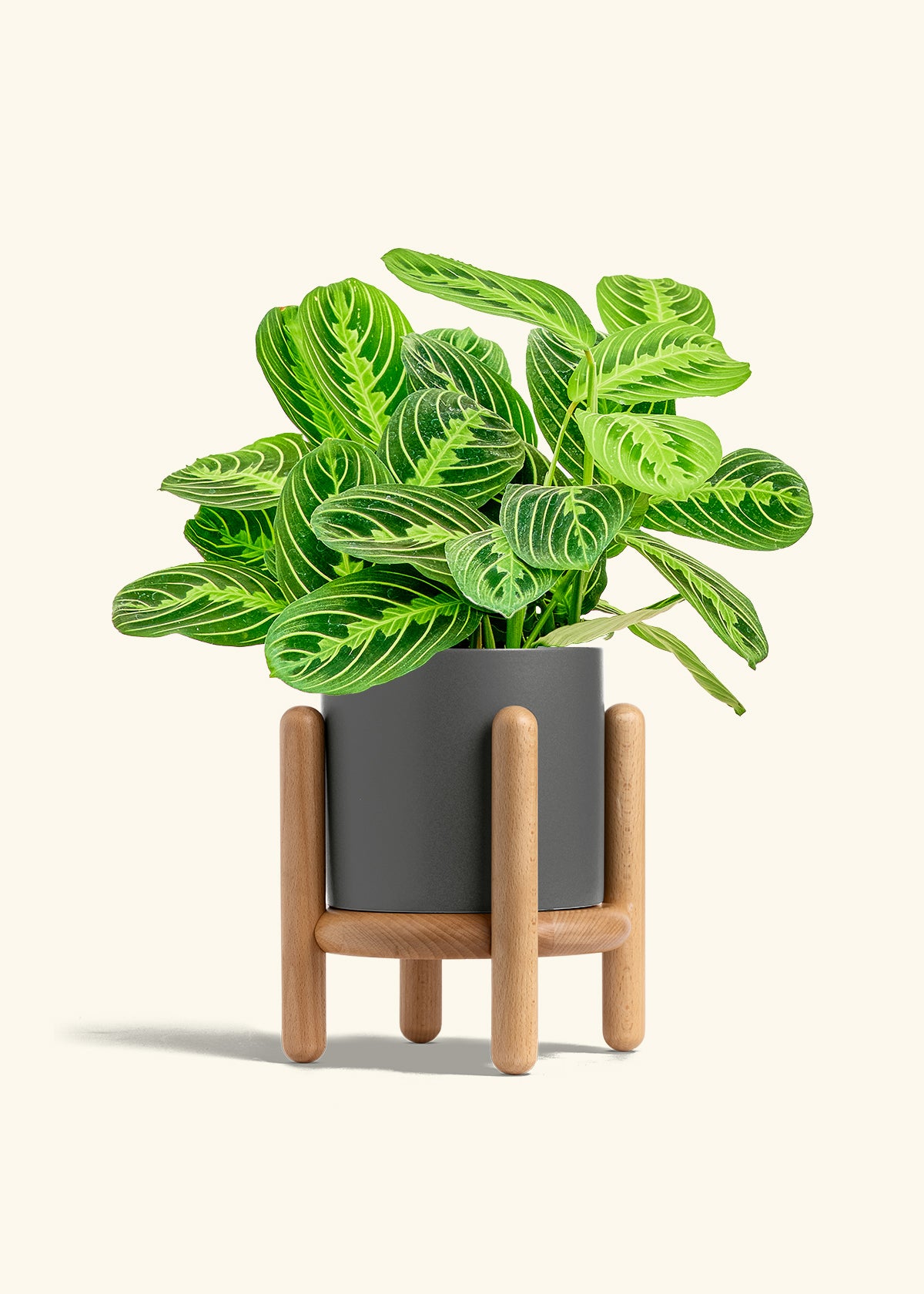 Lemon Lime Prayer Plant in a 6 inches Charcoal Classic Cylinder Planter in a Beech Wood Stand