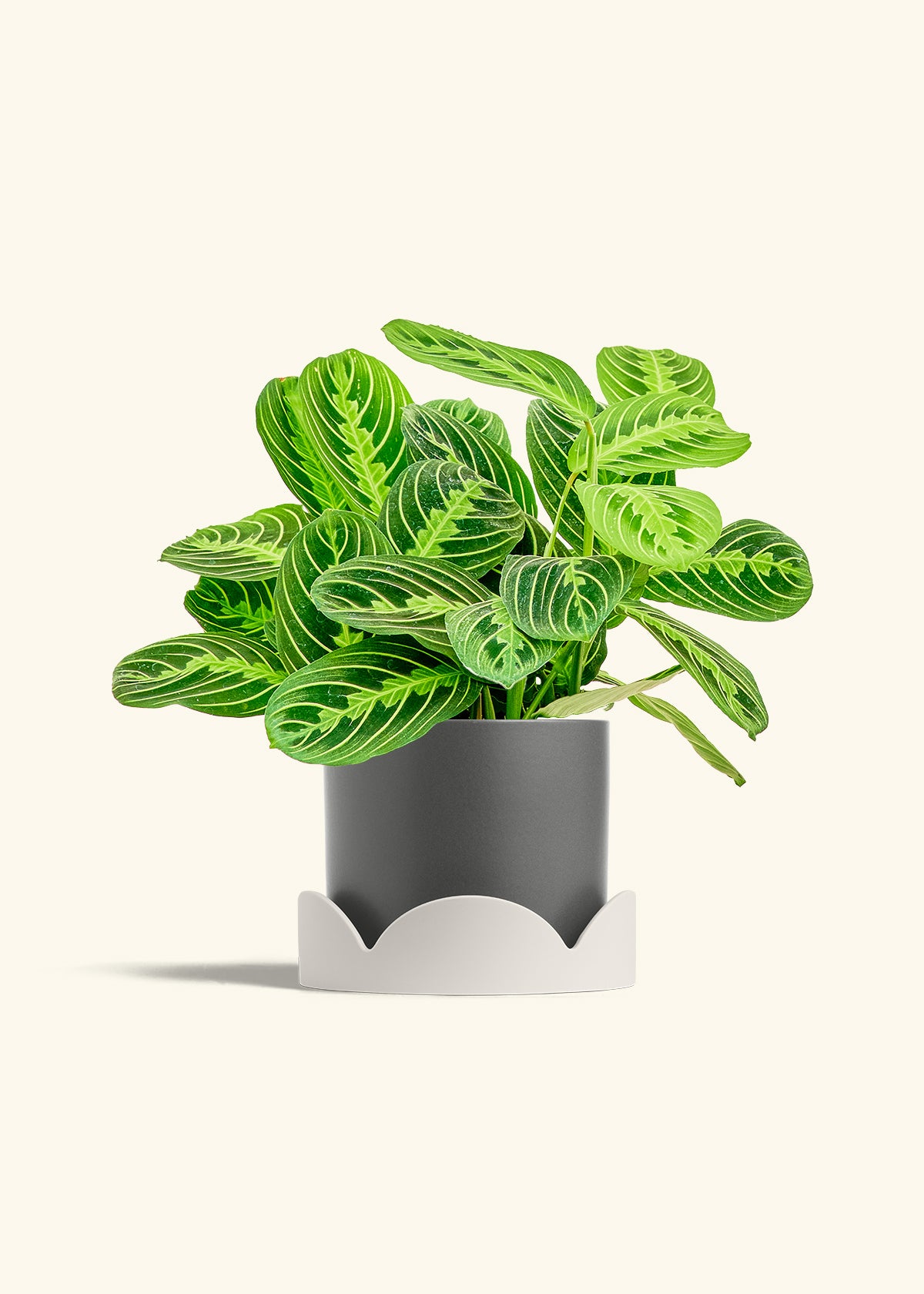 Lemon Lime Prayer Plant in a 6 inches Charcoal Classic Cylinder Planter in a Oat Petal Drip Tray