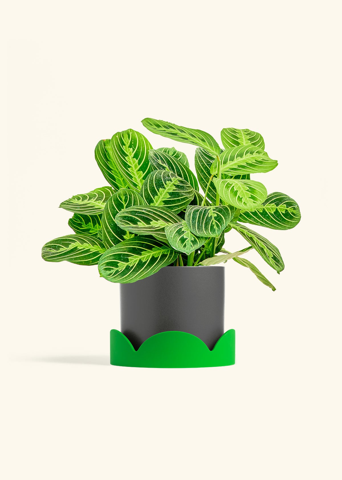 Lemon Lime Prayer Plant in a 6 inches Charcoal Classic Cylinder Planter in a Shamrock Petal Drip Tray