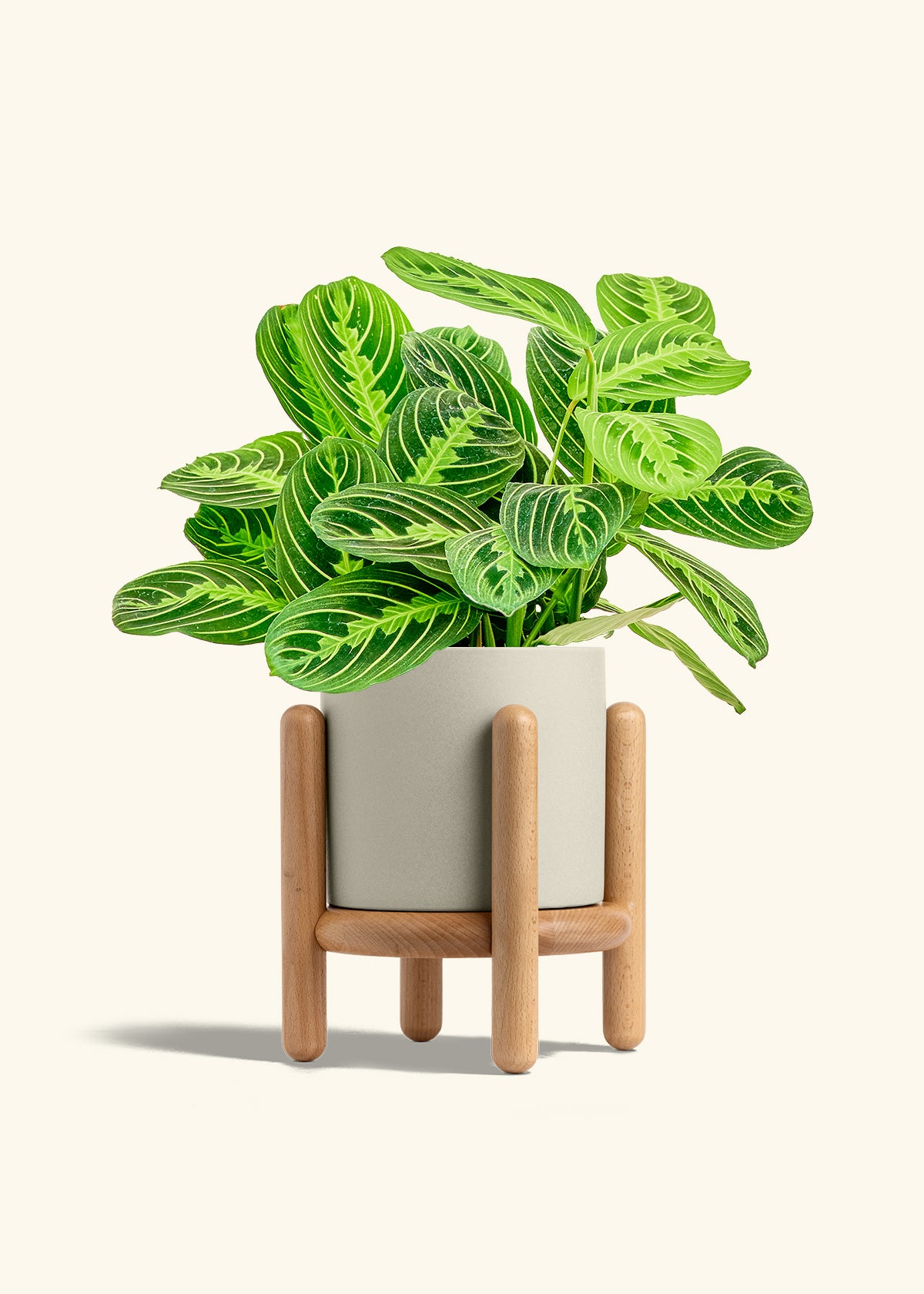 Lemon Lime Prayer Plant in a 6 inches Oat Classic Cylinder Planter in a Beech Wood Stand