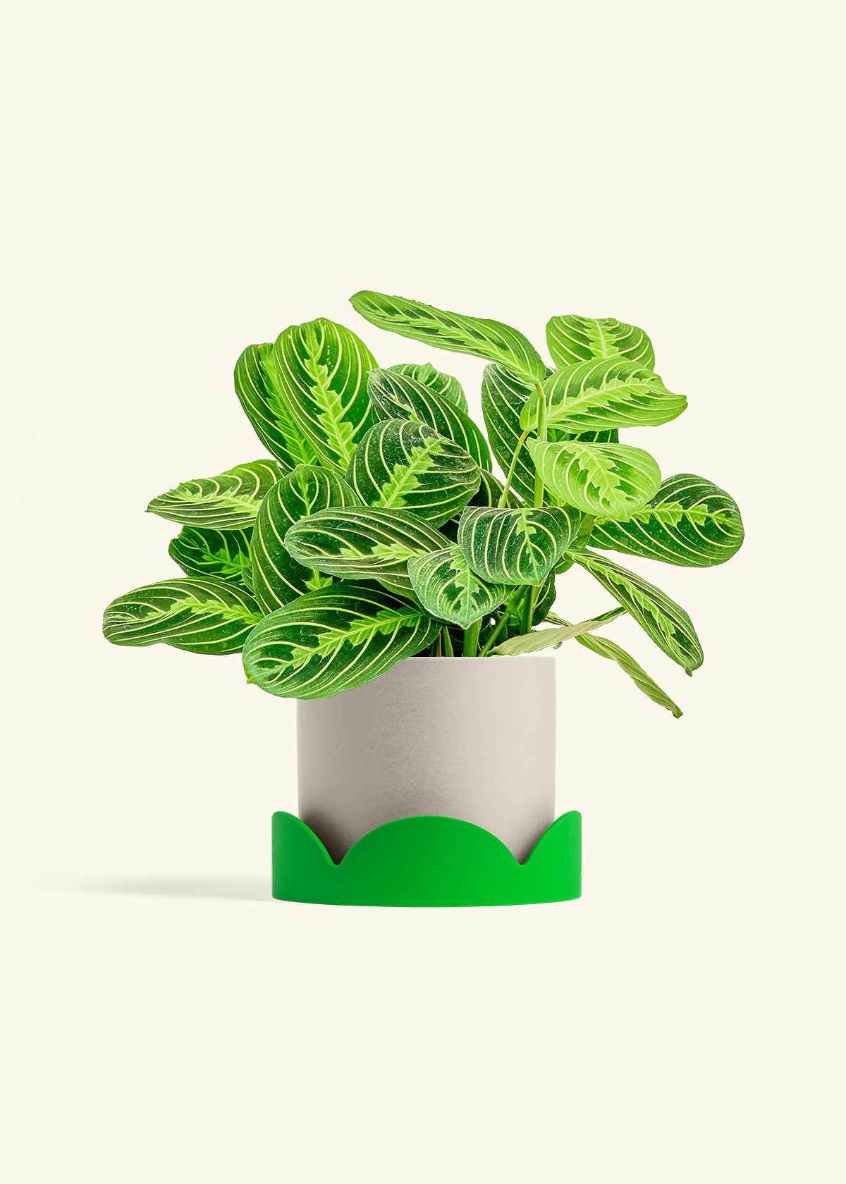 Lemon Lime Prayer Plant in a 6 inches Oat Classic Cylinder Planter in a Shamrock Petal Drip Tray