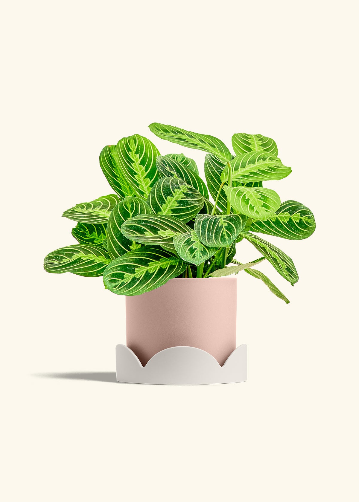 Lemon Lime Prayer Plant in a 6 inches Pink Classic Cylinder Planter in a Oat Petal Drip Tray