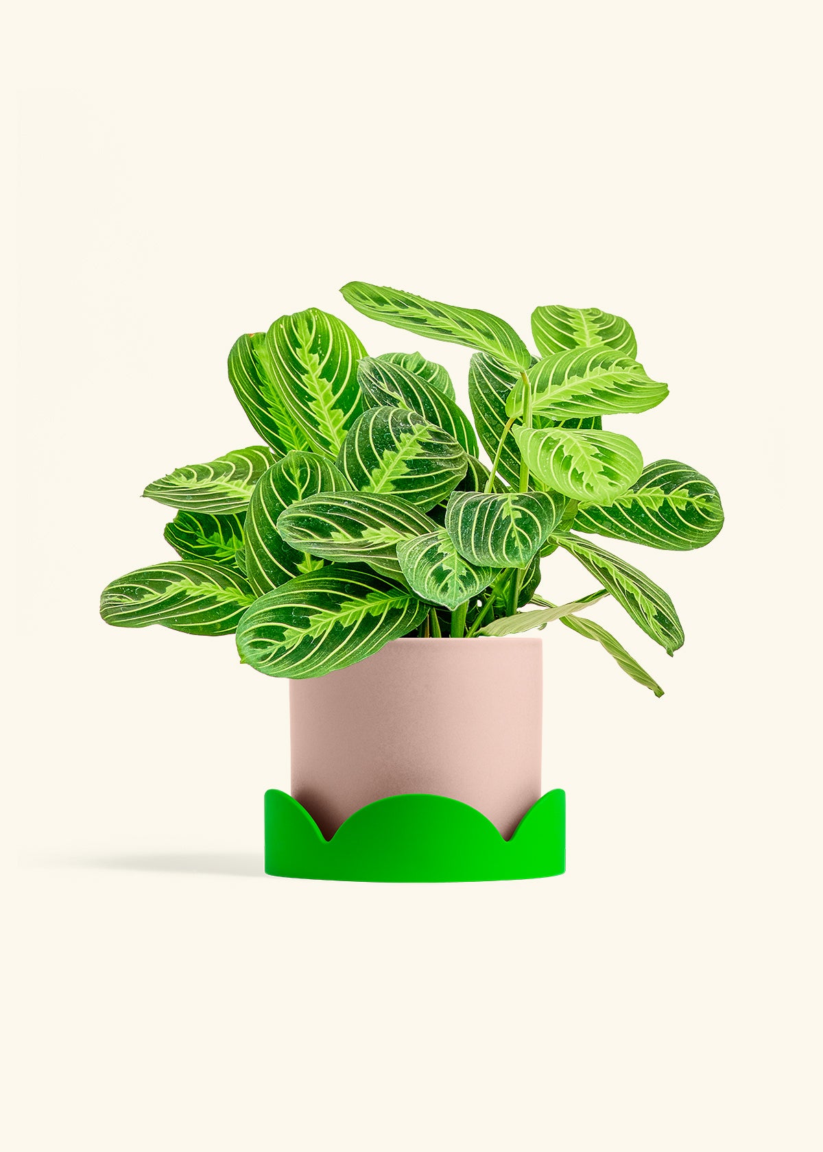 Lemon Lime Prayer Plant in a 6 inches Pink Classic Cylinder Planter in a Shamrock Petal Drip Tray