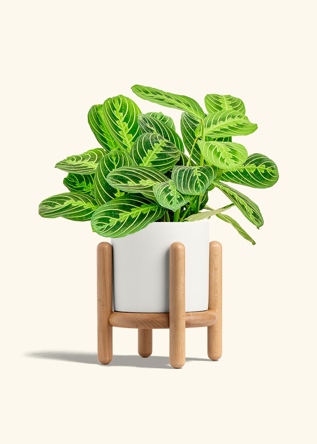 Lemon Lime Prayer Plant in a 6 inches White Classic Cylinder Planter in a Beech Wood Stand