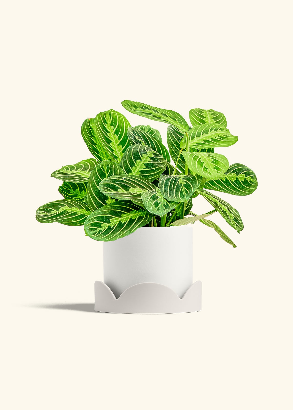 Lemon Lime Prayer Plant in a 6 inches White Classic Cylinder Planter in a Oat Petal Drip Tray