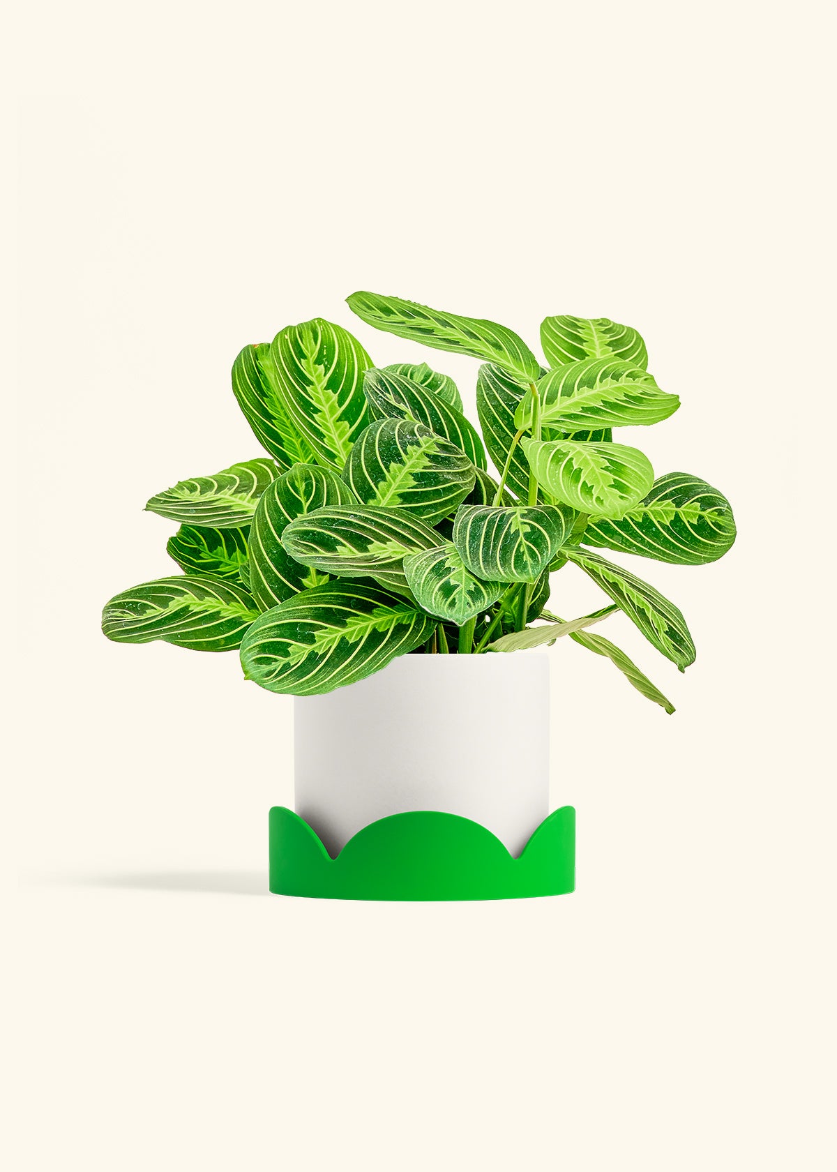 Lemon Lime Prayer Plant in a 6 inches White Classic Cylinder Planter in a Shamrock Petal Drip Tray