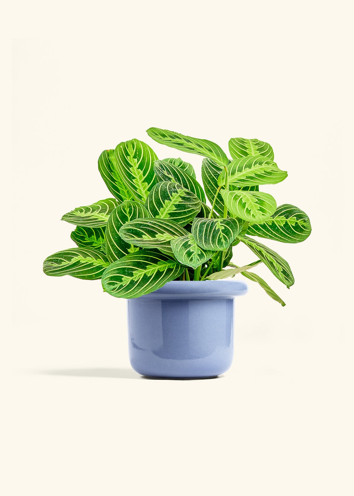 Lemon Lime Prayer Plant in a 6 inches Fat Lip Blue Planter