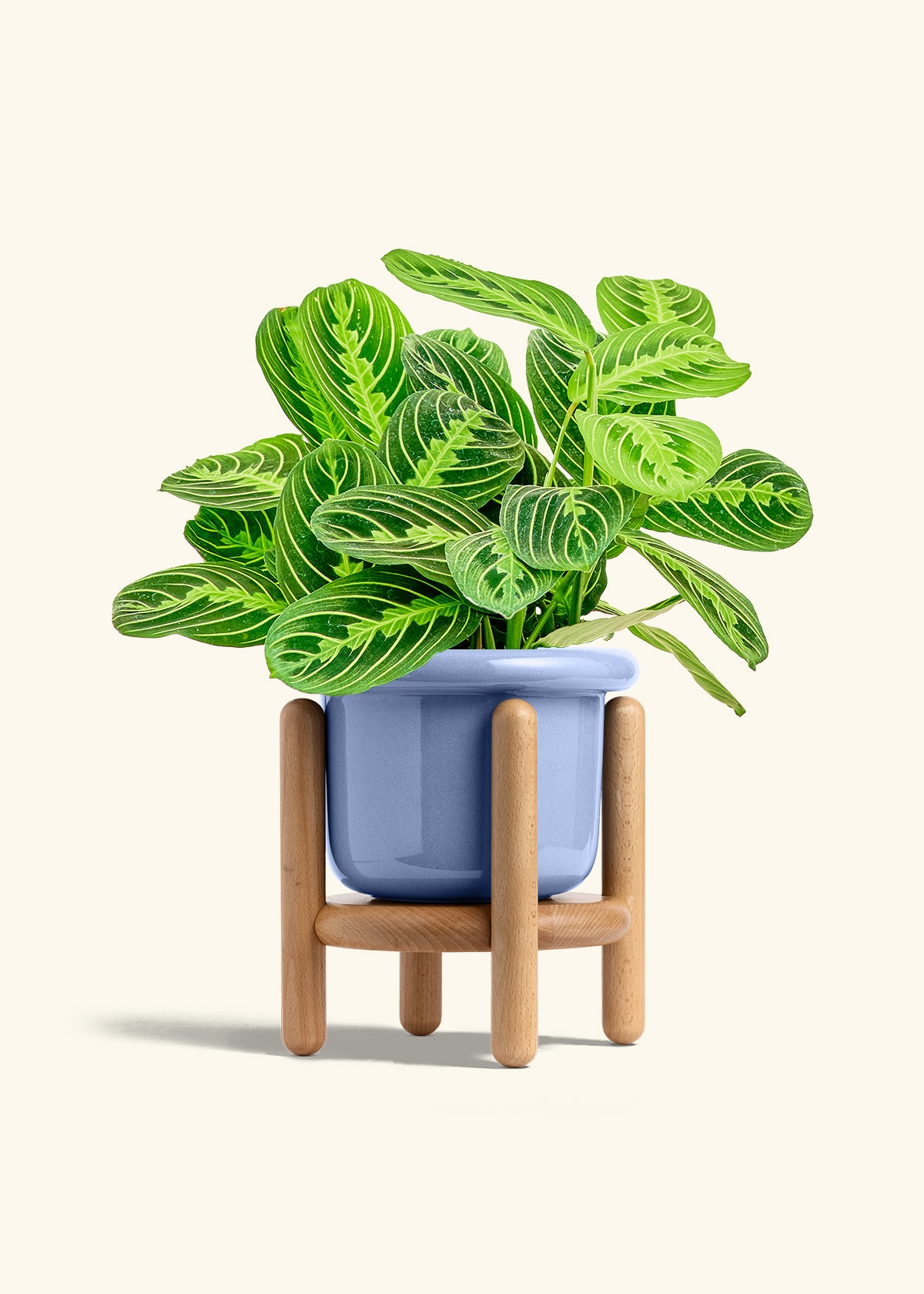 Lemon Lime Prayer Plant in a 6 inches Fat Lip Blue Planter in a Beech Wood Stand