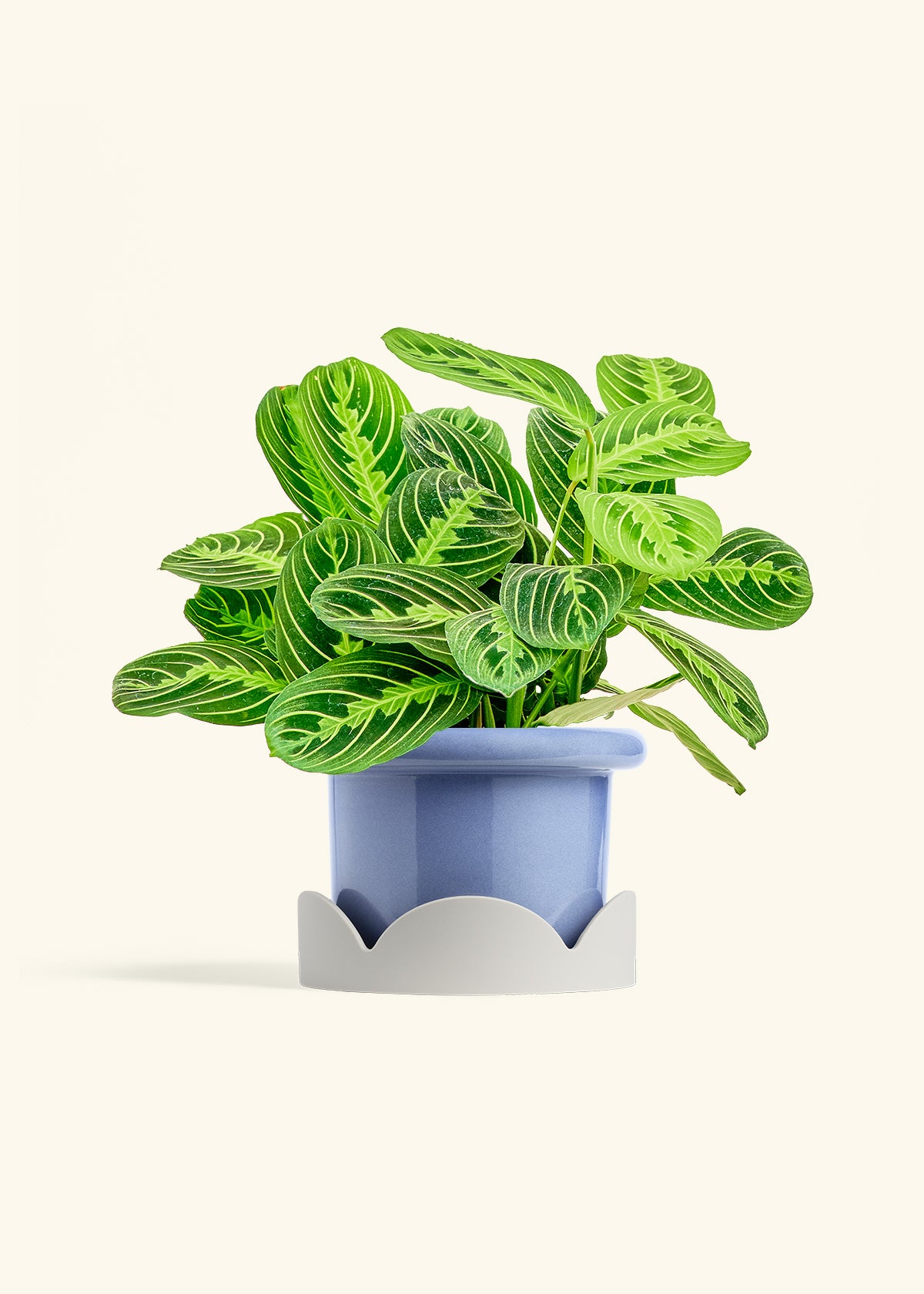 Lemon Lime Prayer Plant in a 6 inches Fat Lip Blue Planter in a Oat Petal Drip Tray