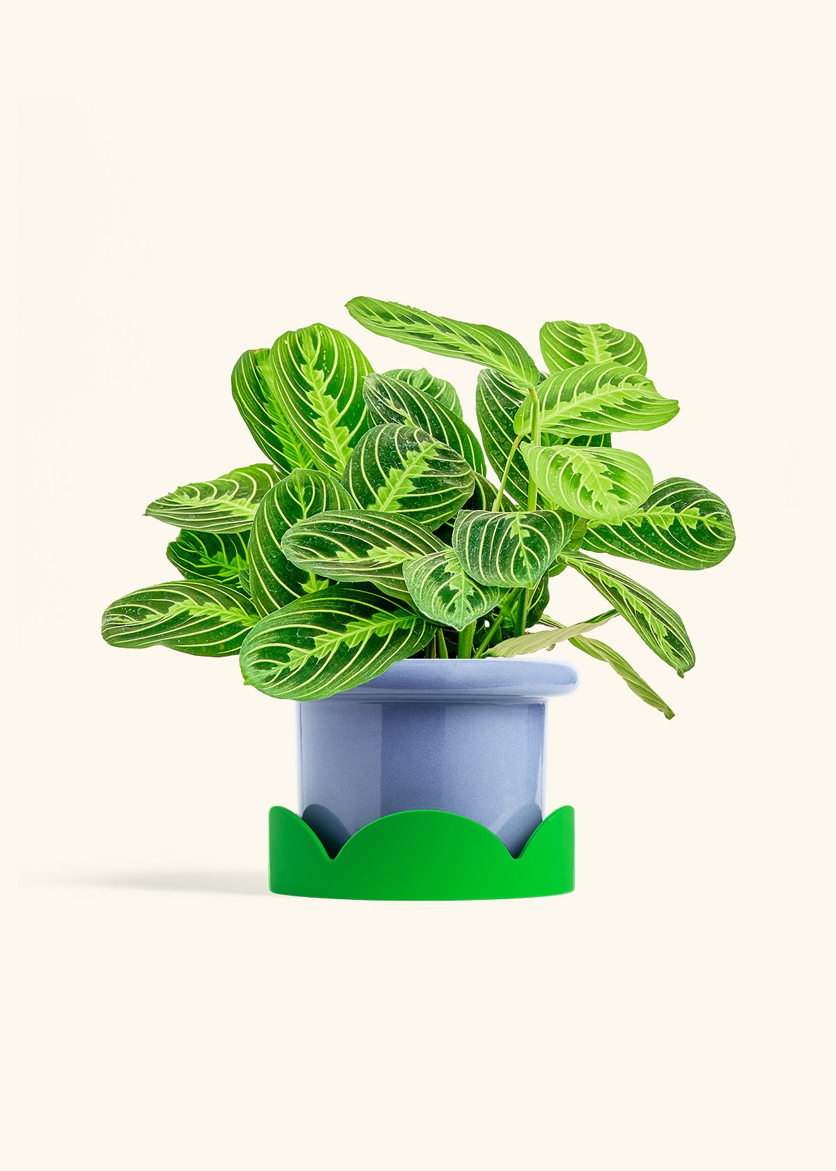 Lemon Lime Prayer Plant in a 6 inches Fat Lip Blue Planter in a Shamrock Petal Drip Tray