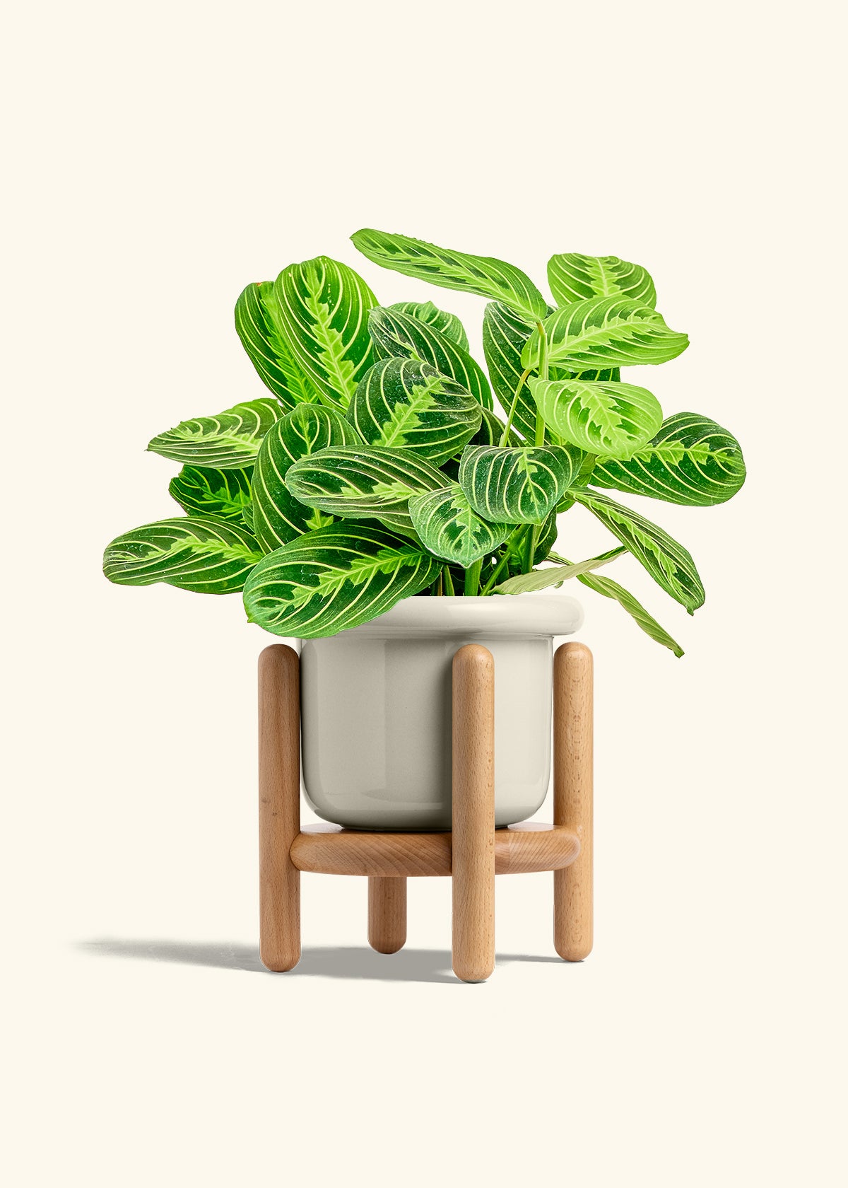 Lemon Lime Prayer Plant in a 6 inches Fat Lip Oat Planter in a Beech Wood Stand