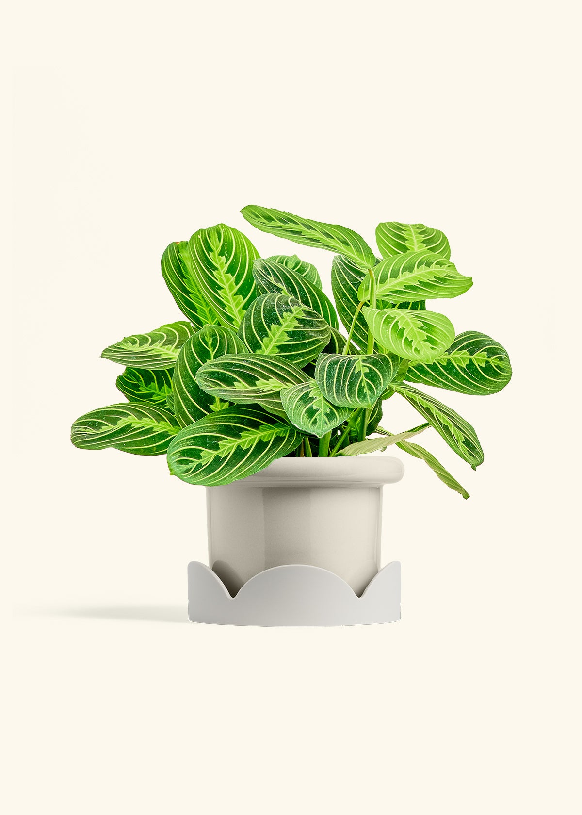 Lemon Lime Prayer Plant in a 6 inches Fat Lip Oat Planter in a Oat Petal Drip Tray