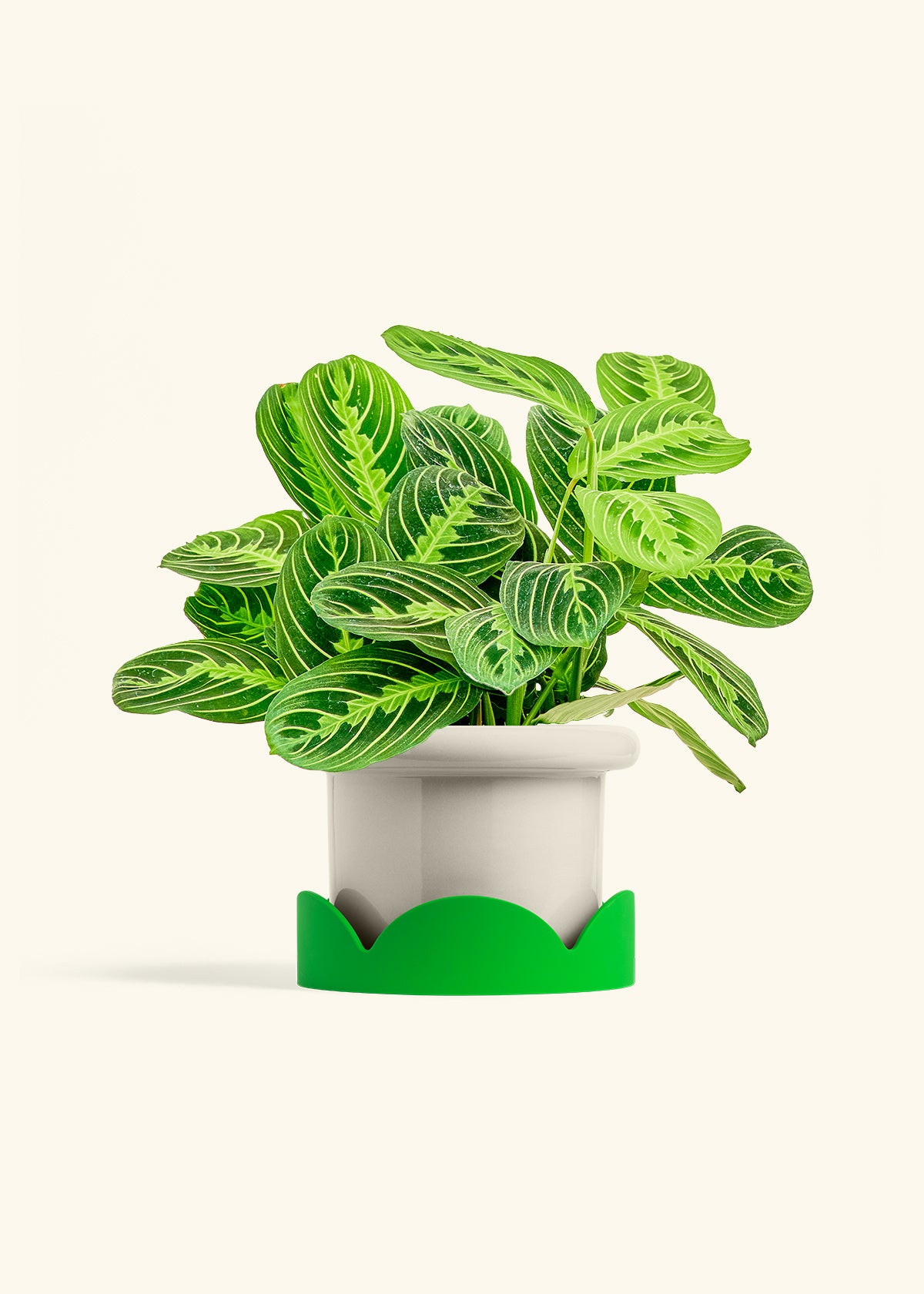 Lemon Lime Prayer Plant in a 6 inches Fat Lip Oat Planter in a Shamrock Petal Drip Tray