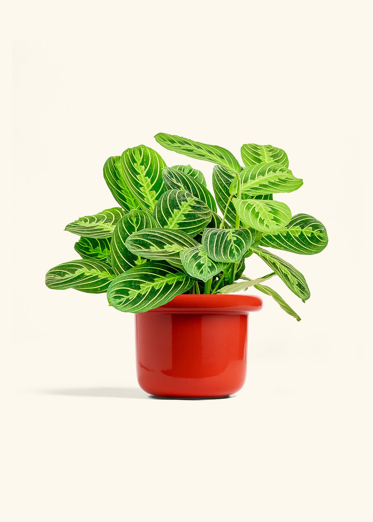 Lemon Lime Prayer Plant in a 6 inches Fat Lip Red Planter