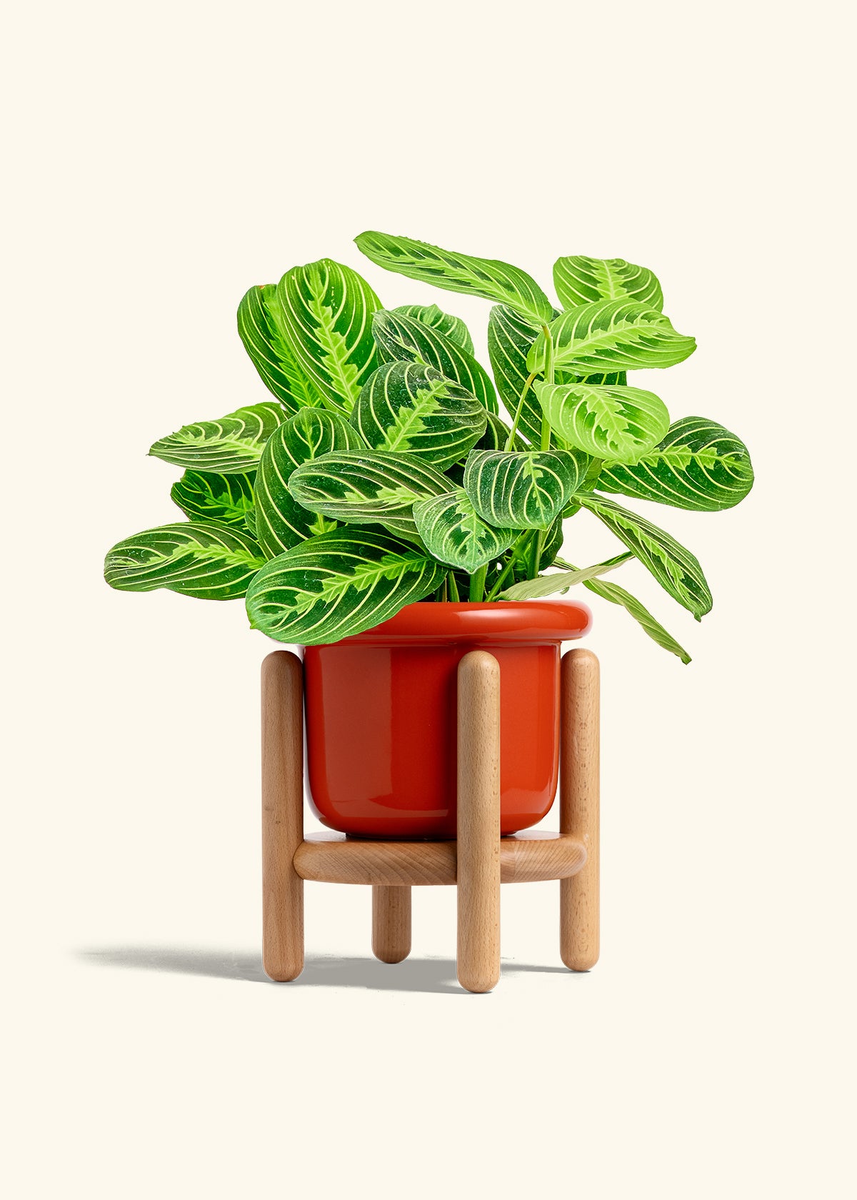Lemon Lime Prayer Plant in a 6 inches Fat Lip Red Planter in a Beech Wood Stand