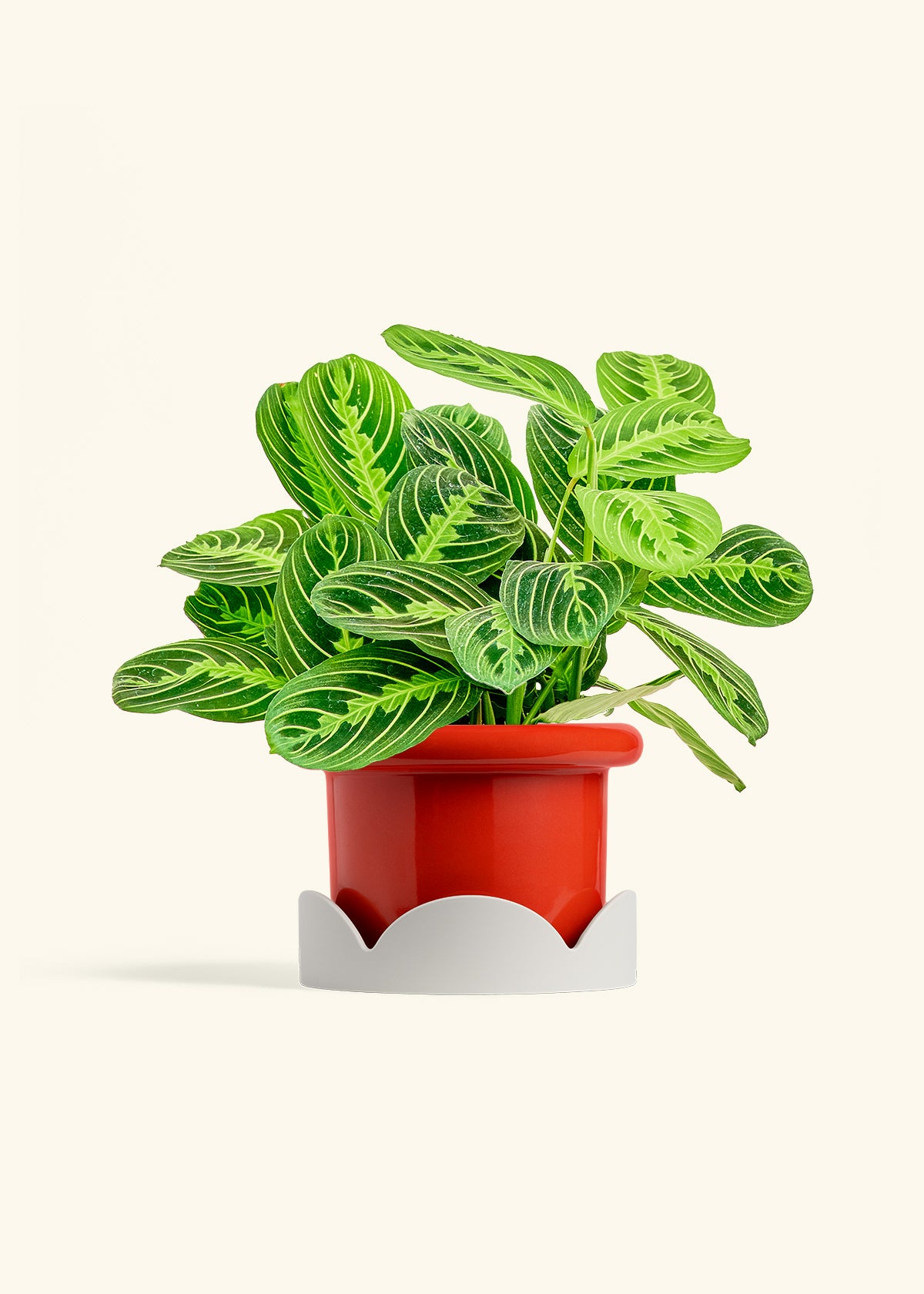 Lemon Lime Prayer Plant in a 6 inches Fat Lip Red Planter in a Oat Petal Drip Tray