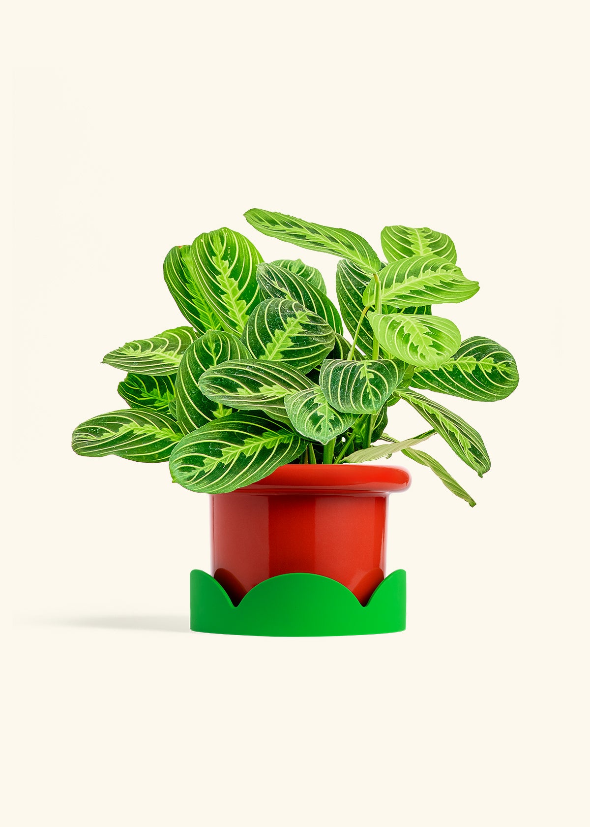 Lemon Lime Prayer Plant in a 6 inches Fat Lip Red Planter in a Shamrock Petal Drip Tray