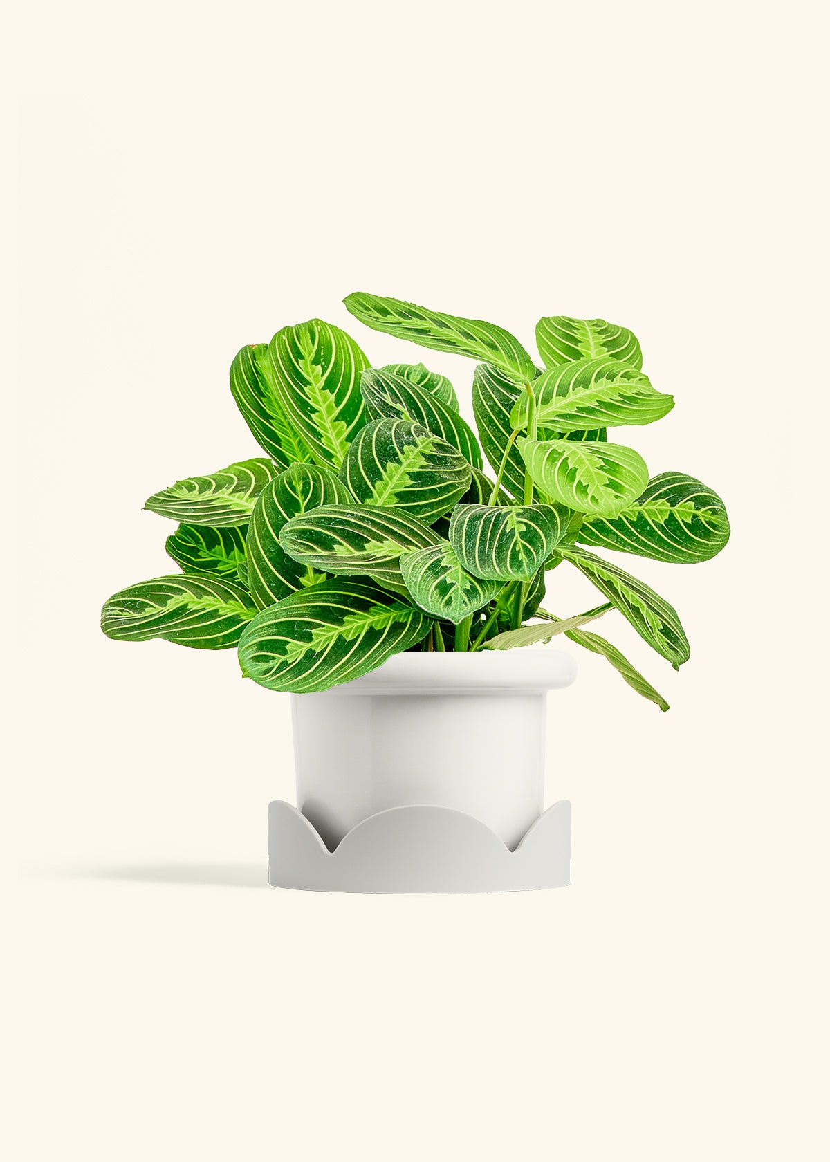 Lemon Lime Prayer Plant in a 6 inches Fat Lip White Planter in a Oat Petal Drip Tray