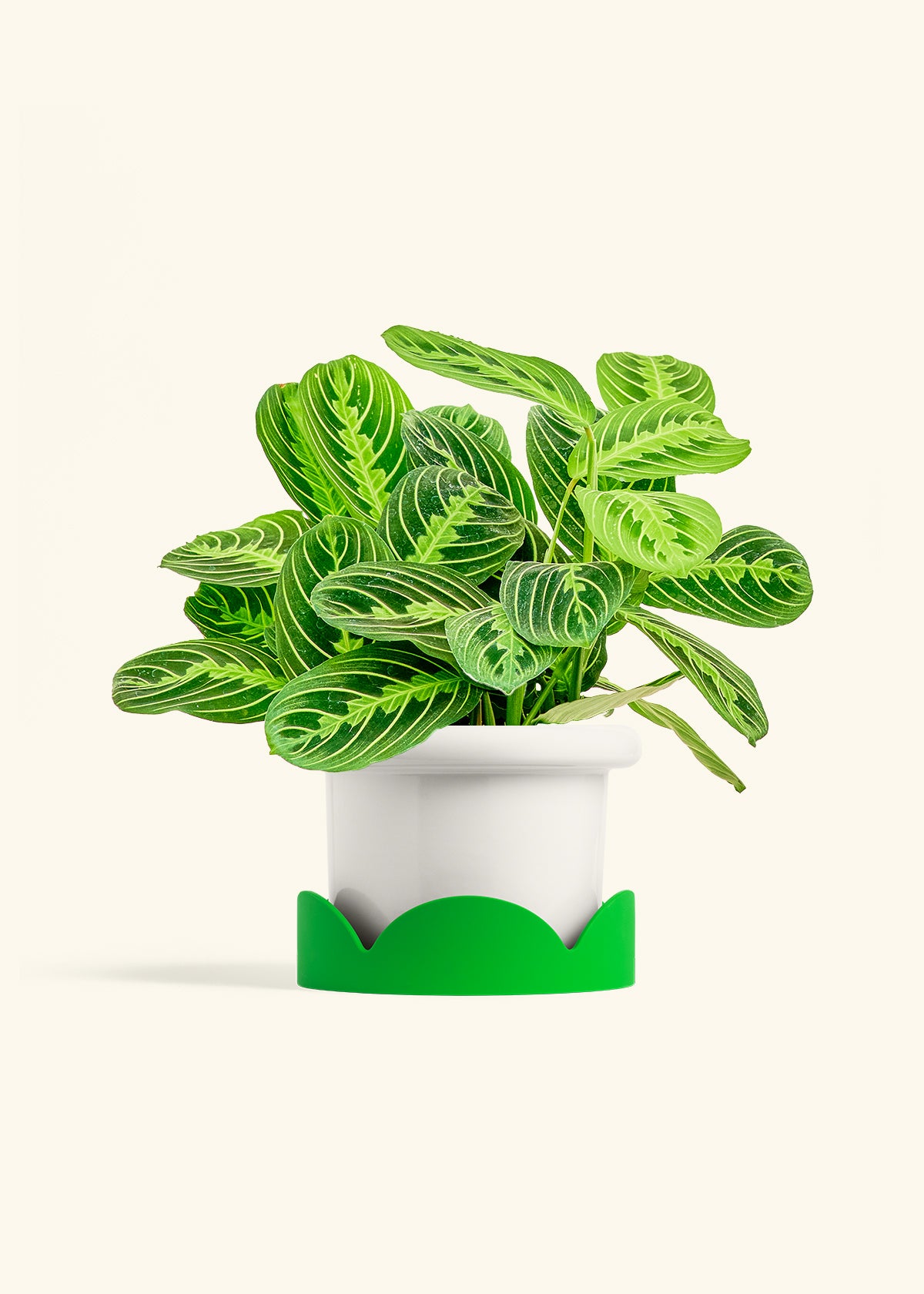 Lemon Lime Prayer Plant in a 6 inches Fat Lip White Planter in a Shamrock Petal Drip Tray