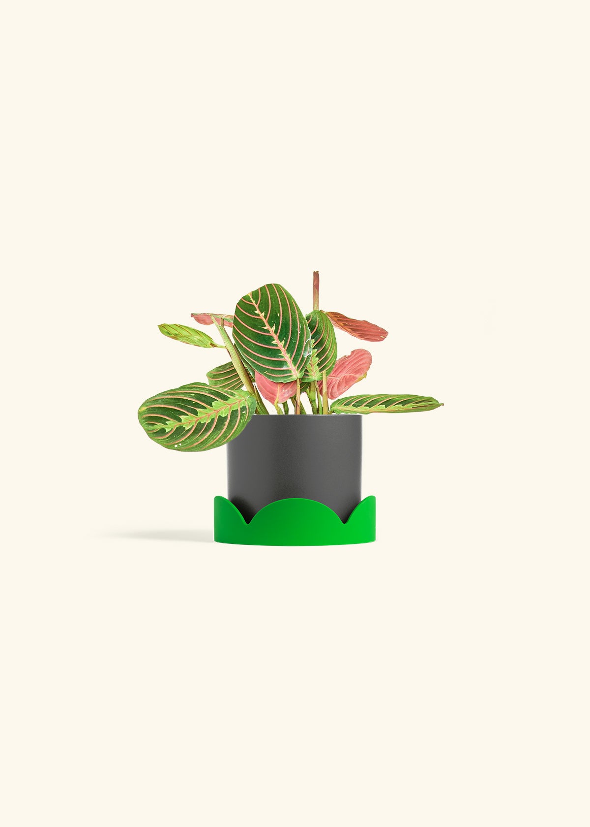 Red Prayer Plant in a 4 inches Charcoal Classic Cylinder Planter
