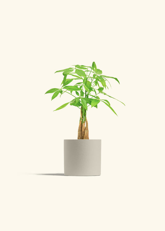 Money Tree in a 4 inches Oat Classic Cylinder Planter