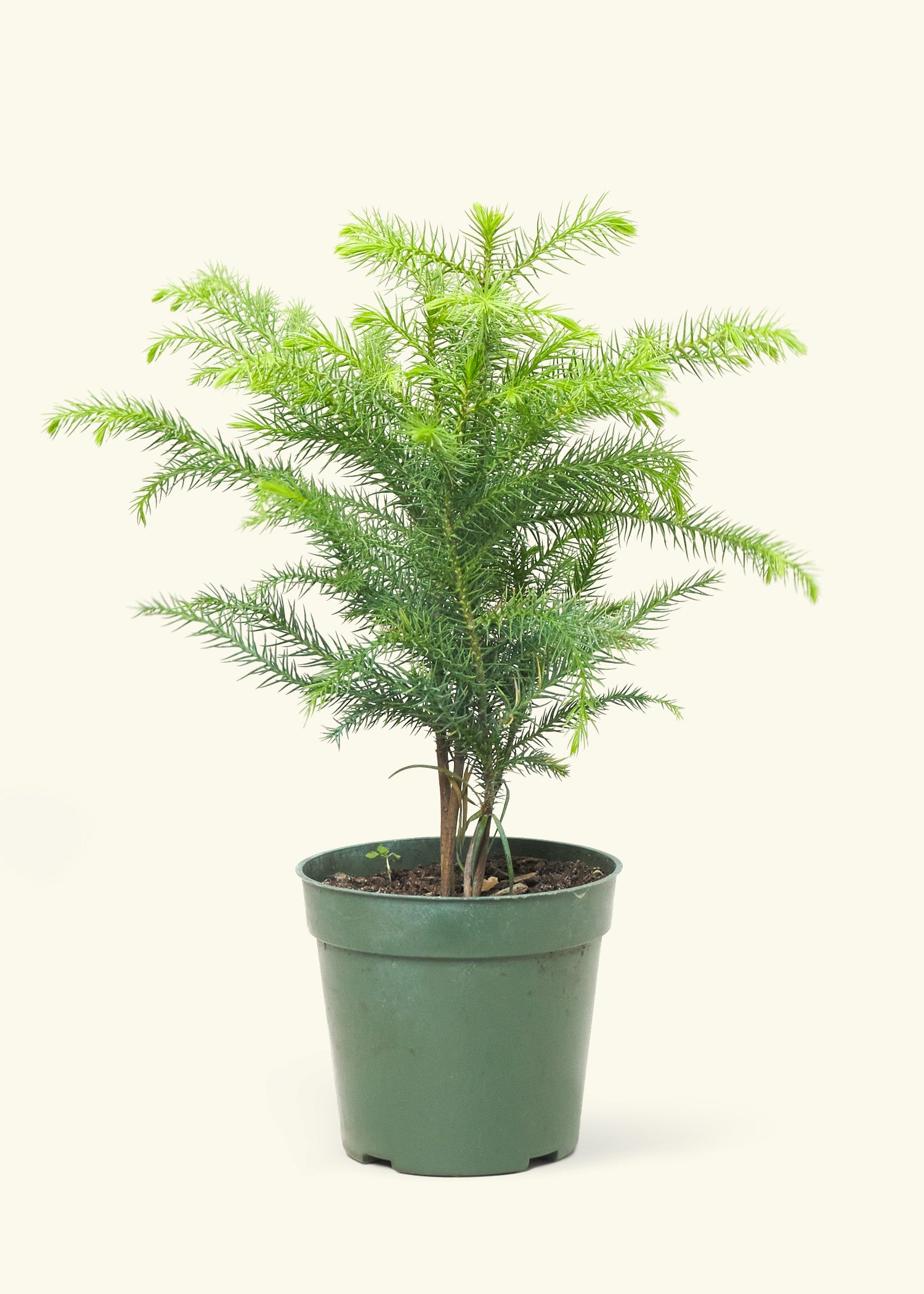 house plant pine tree Norfolk Pine