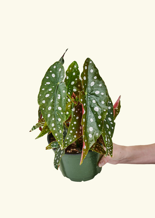 Begoia Maculata in a 6 inches grow pot