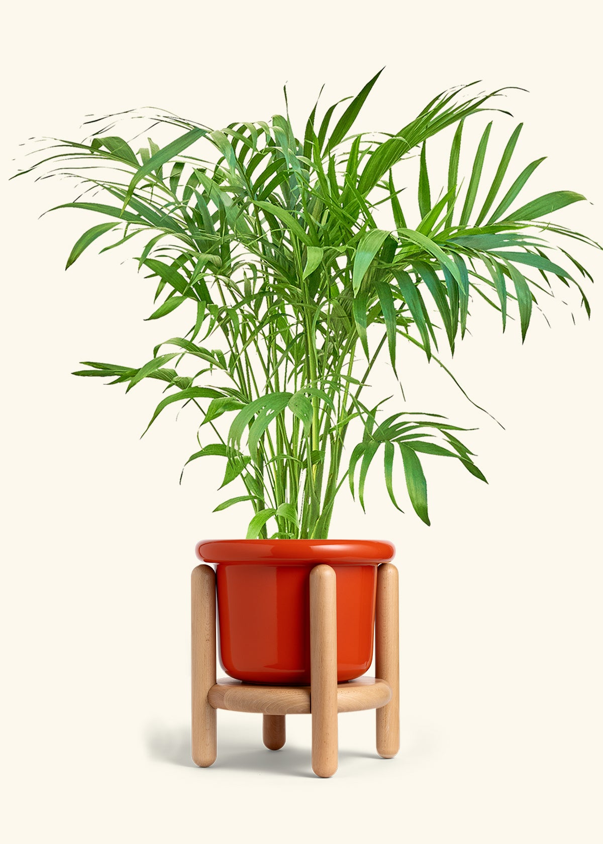 Bamboo Palm in a 10 inches Fat Lip Red Planter