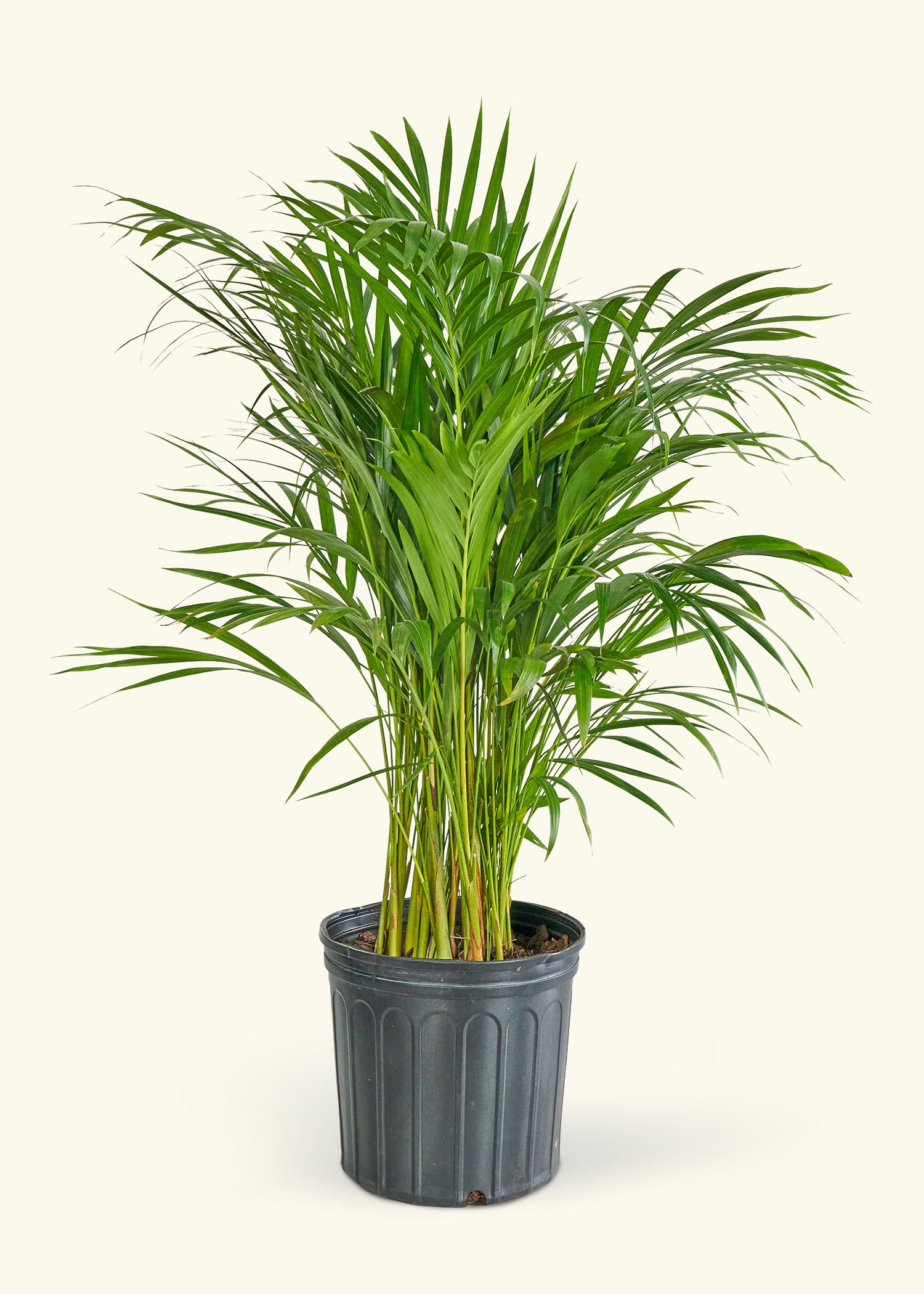 bamboo palm plant outdoor Bamboo Palm for Sale