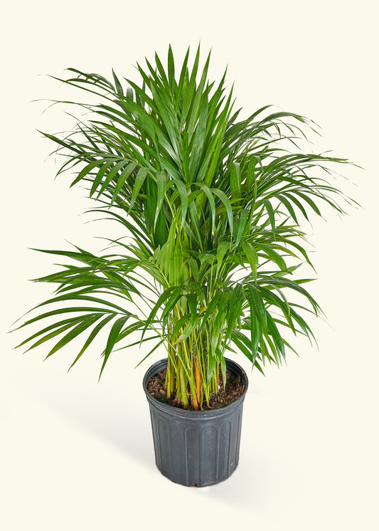 Bamboo Palm in a 10 inches grow pot