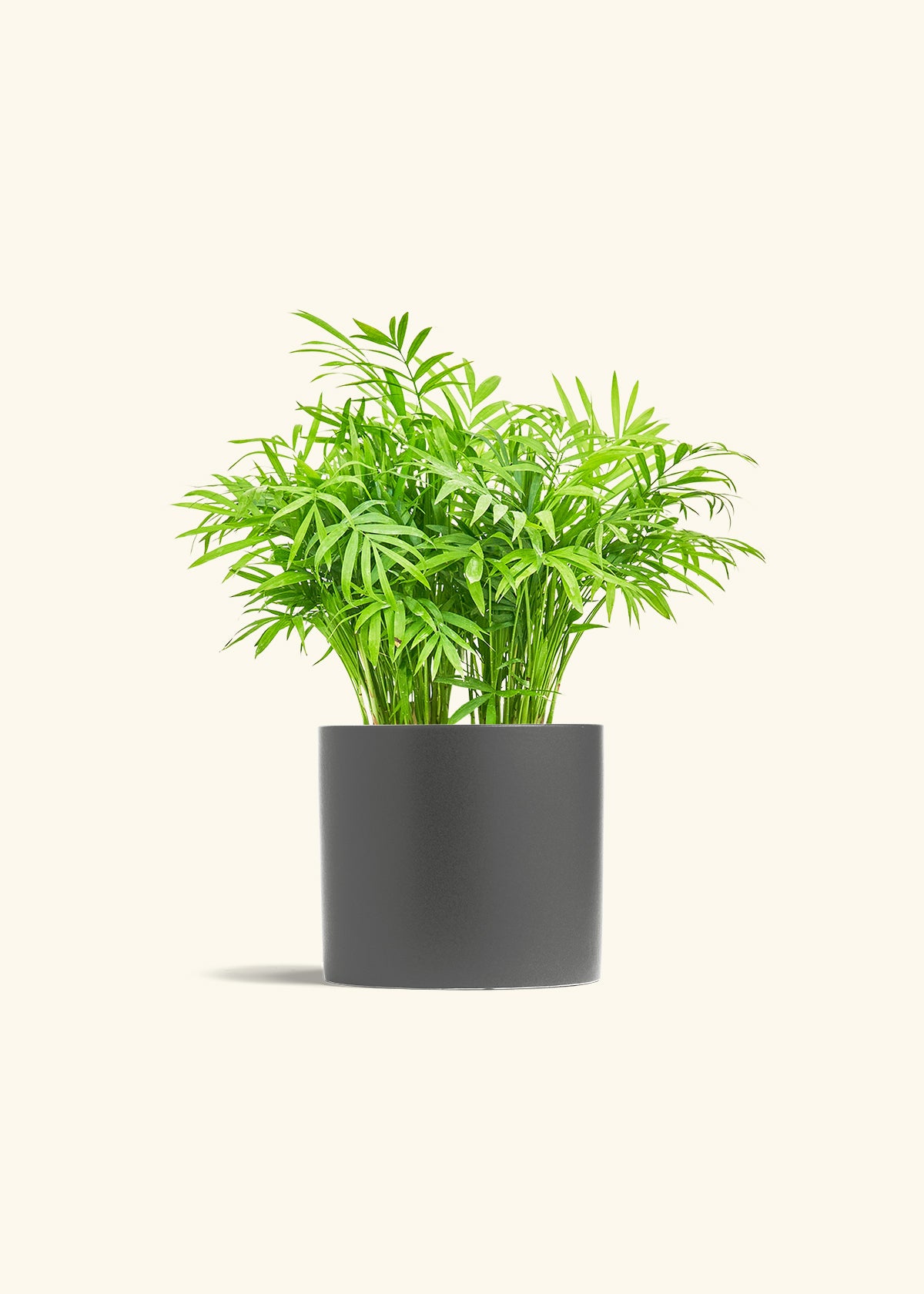 Parlor Palm in a 6 inches Charcoal Classic Cylinder Planter