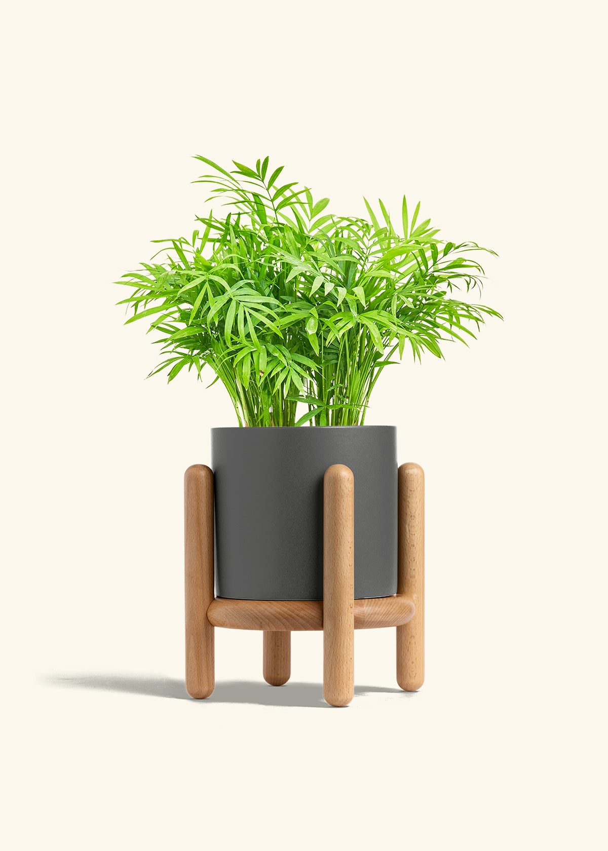 Parlor Palm in a 6 inches Charcoal Classic Cylinder Planter in a Beech Wood Stand