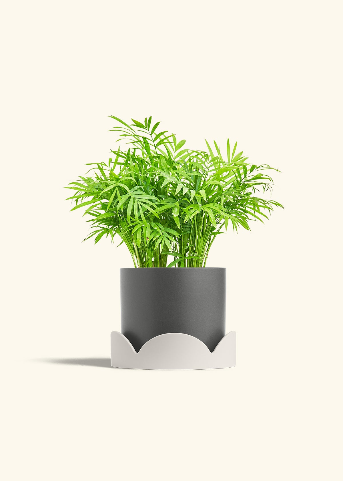 Parlor Palm in a 6 inches Charcoal Classic Cylinder Planter in a Oat Petal Drip Tray