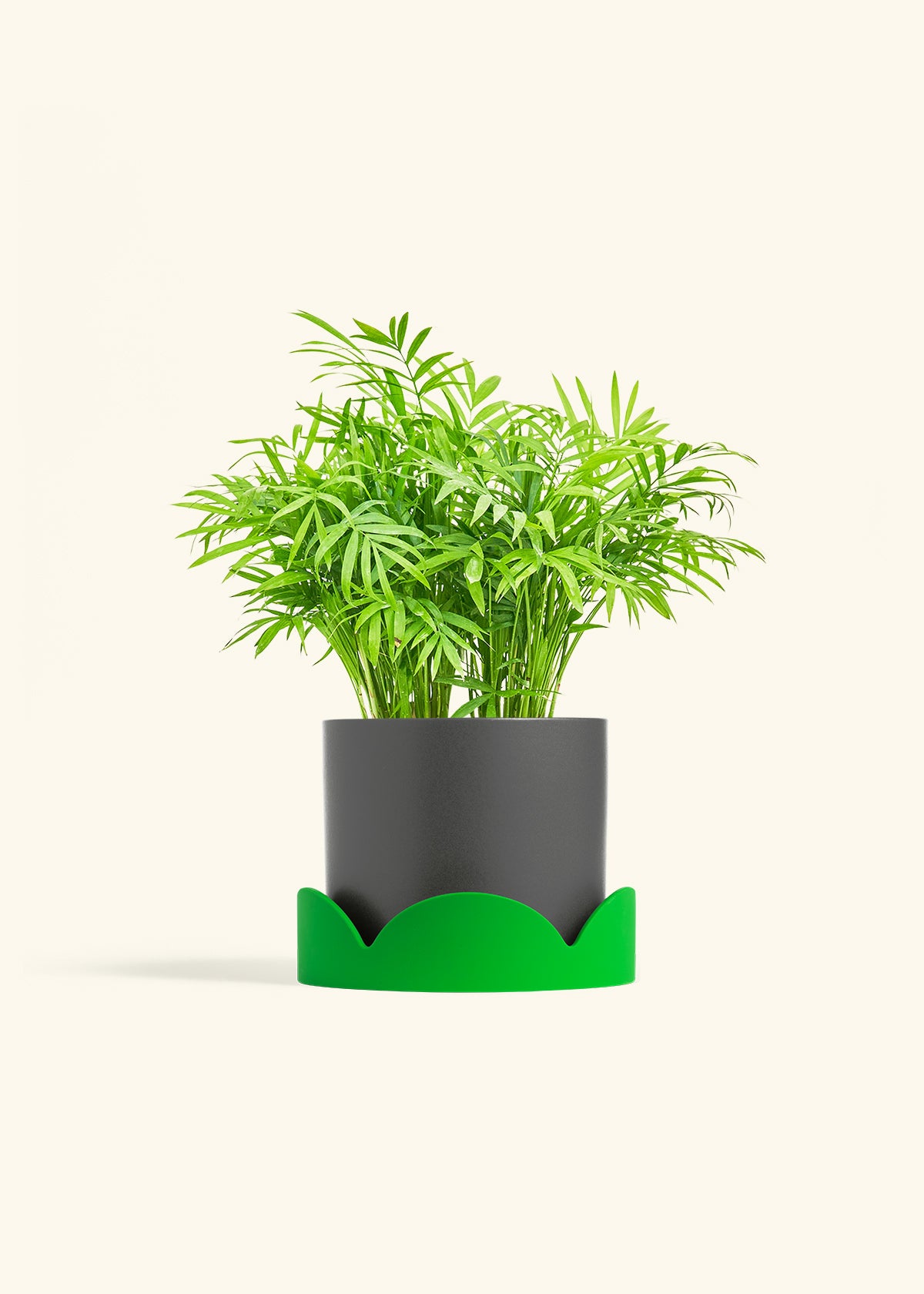 Parlor Palm in a 6 inches Charcoal Classic Cylinder Planter in a Shamrock Petal Drip Tray