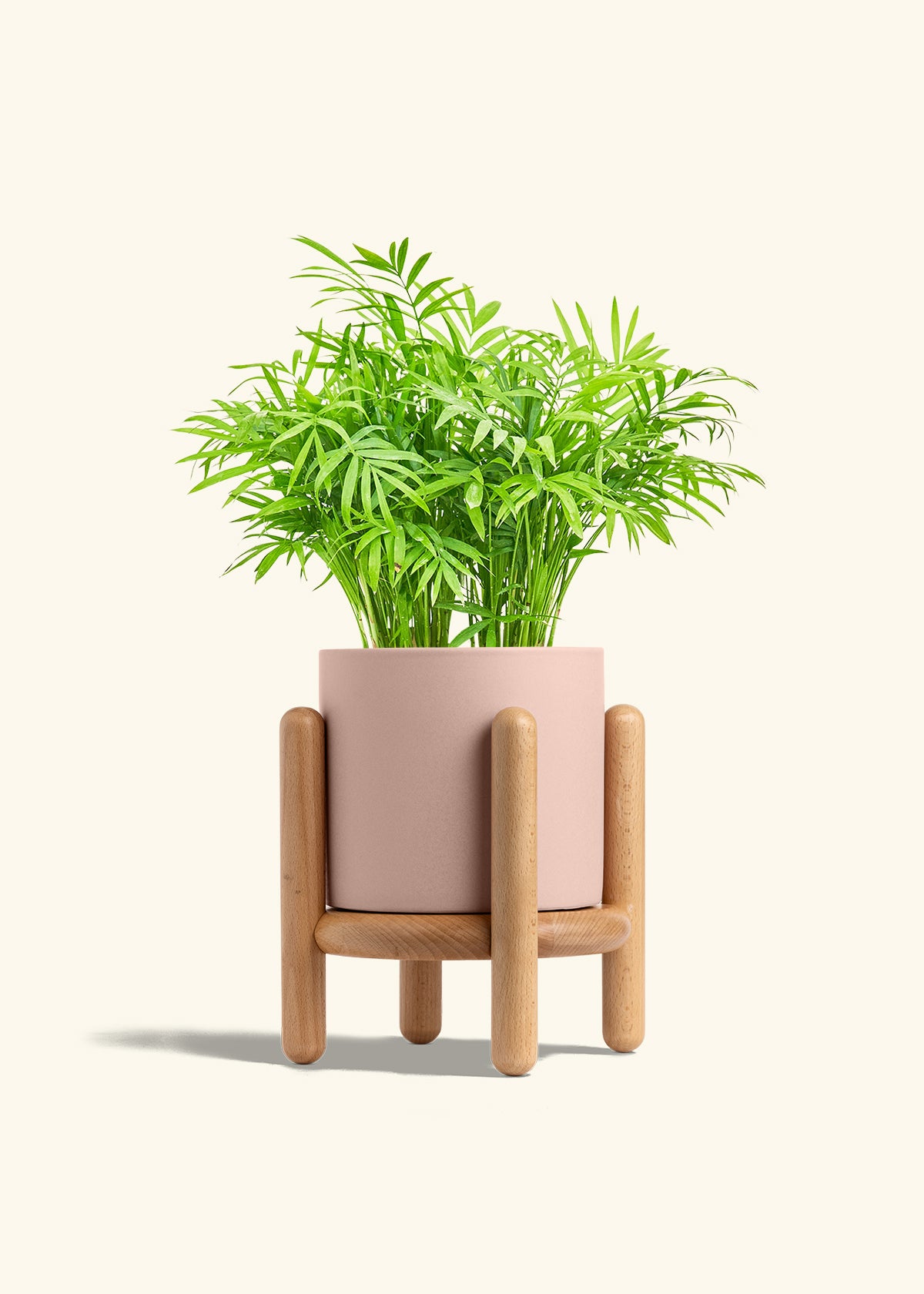 Parlor Palm in a 6 inches Pink Classic Cylinder Planter in a Beech Wood Stand