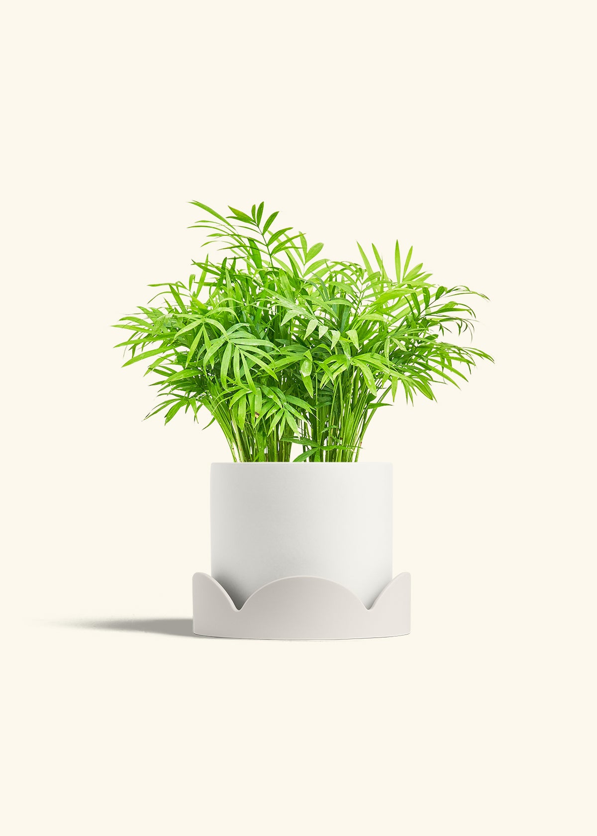 Parlor Palm in a 6 inches White Classic Cylinder Planter in a Oat Petal Drip Tray