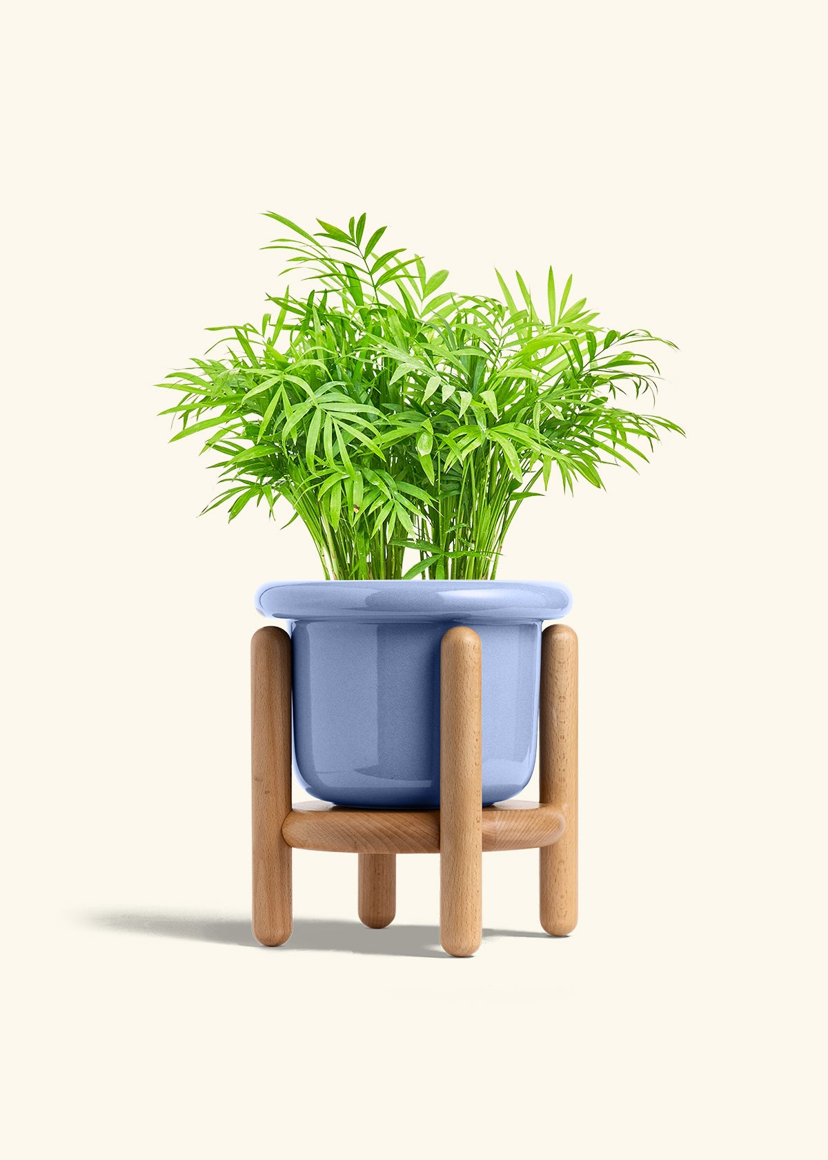 Parlor Palm in a 6 inches Fat Lip Blue Planter in a Beech Wood Stand