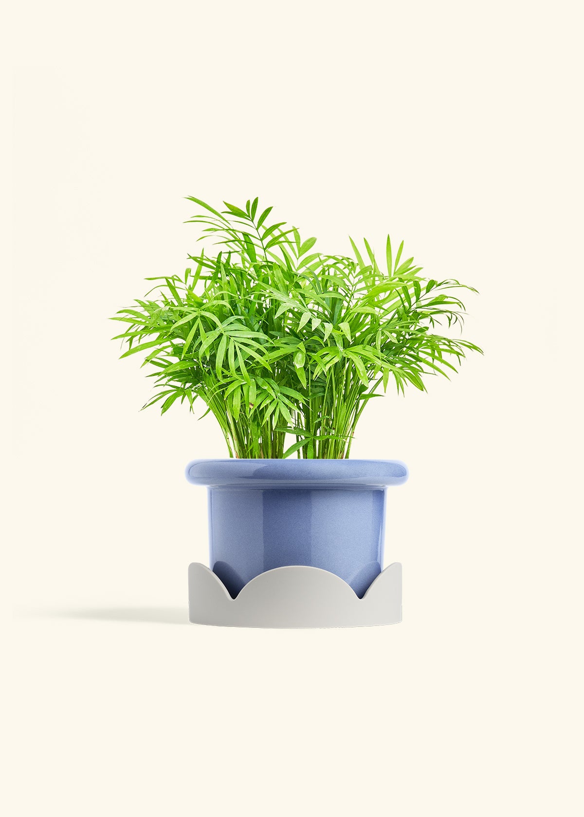 Parlor Palm in a 6 inches Fat Lip Blue Planter in a Oat Petal Drip Tray