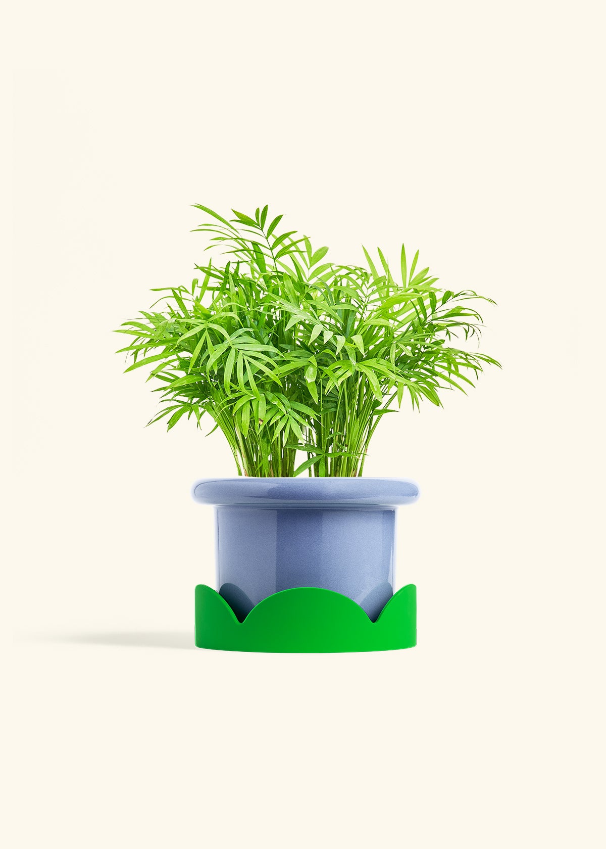 Parlor Palm in a 6 inches Fat Lip Blue Planter in a Shamrock Petal Drip Tray