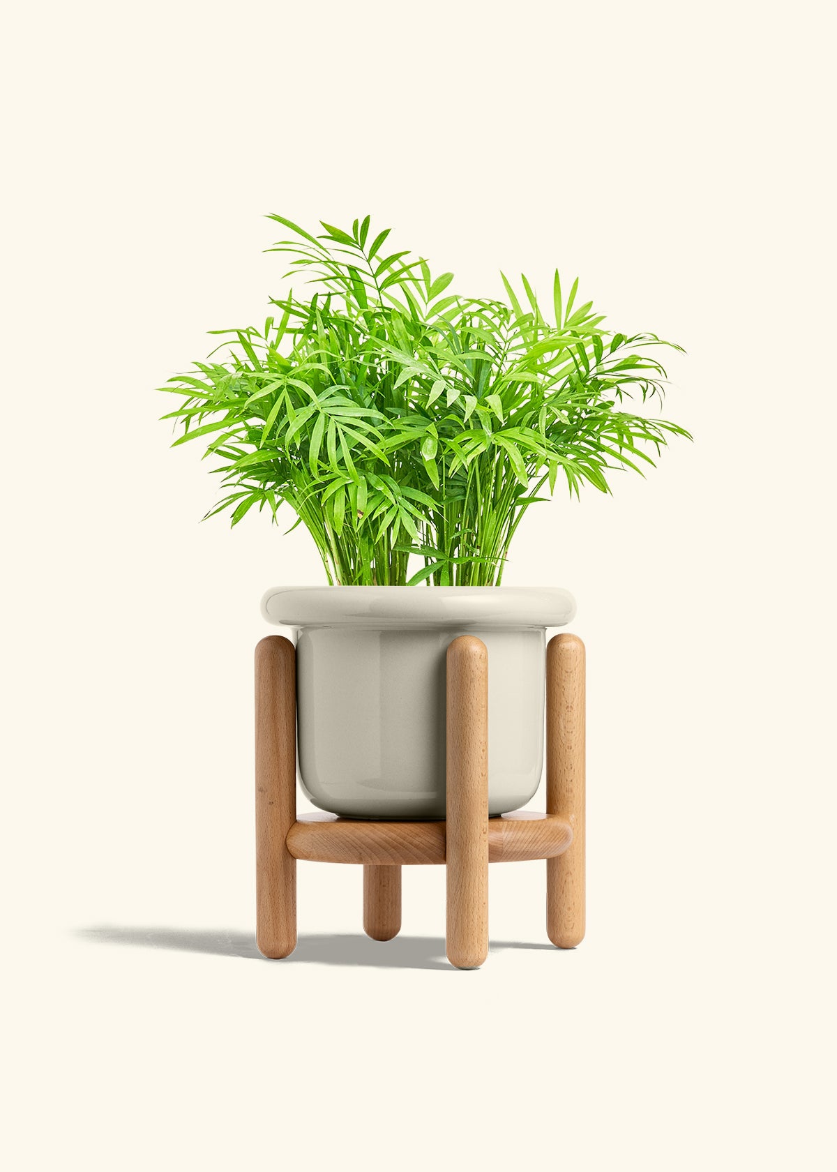 Parlor Palm in a 6 inches Fat Lip Oat Planter in a Beech Wood Stand