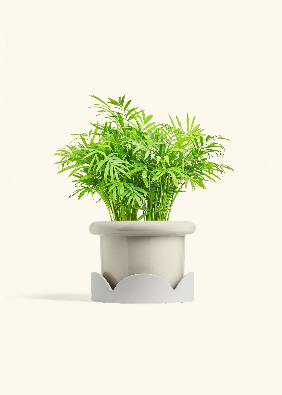 Parlor Palm in a 6 inches Fat Lip Oat Planter in a Oat Petal Drip Tray