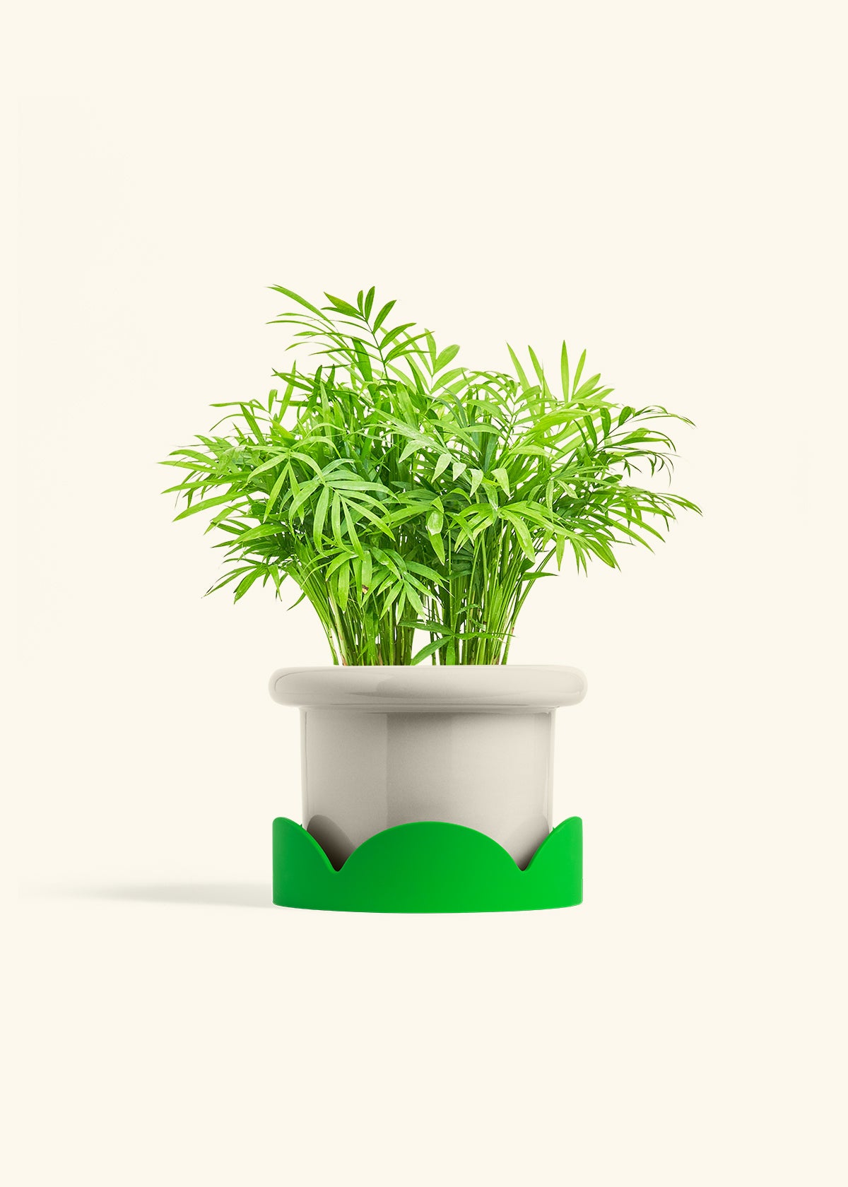 Parlor Palm in a 6 inches Fat Lip Oat Planter in a Shamrock Petal Drip Tray