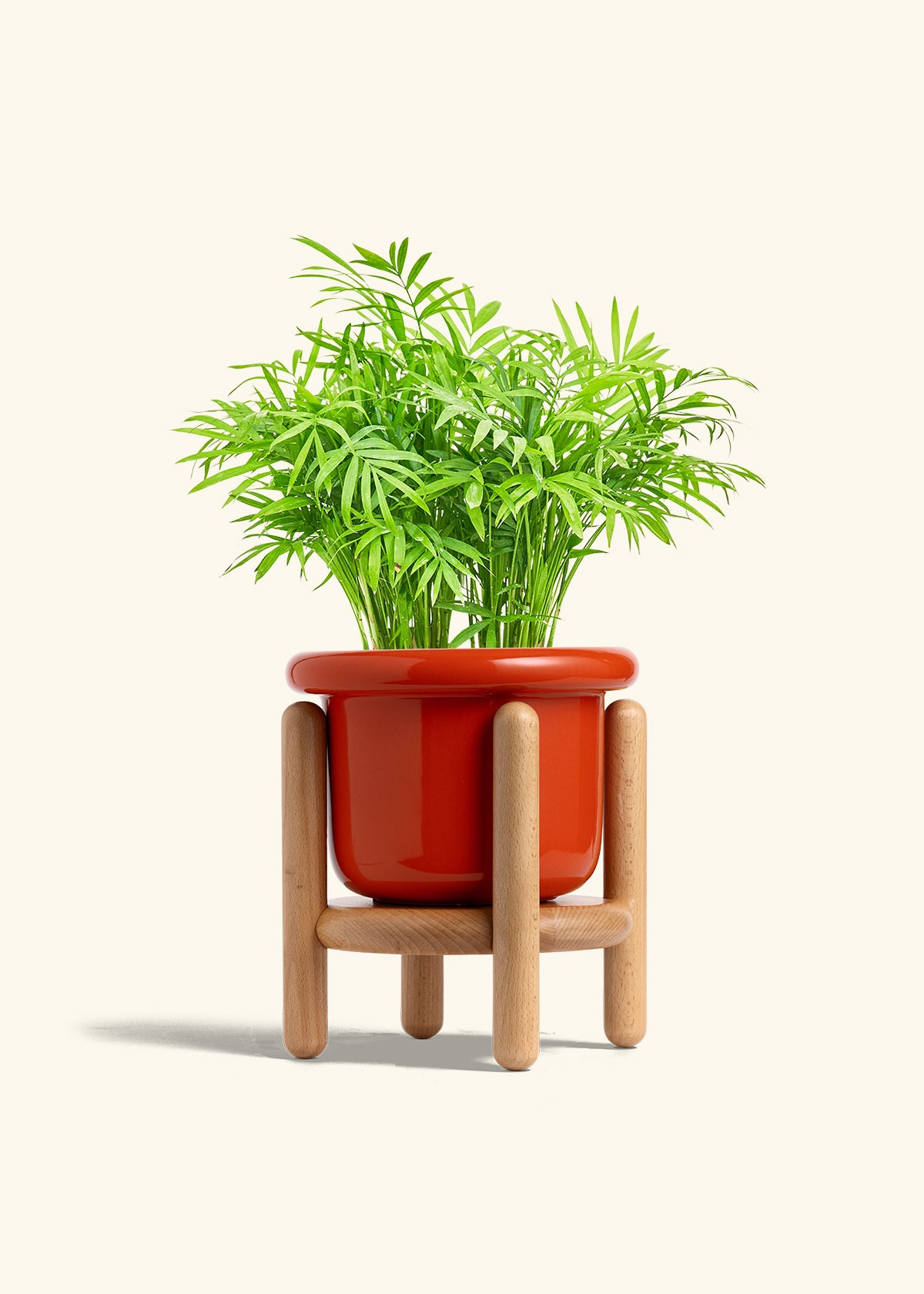 Parlor Palm in a 6 inches Fat Lip Red Planter in a Beech Wood Stand