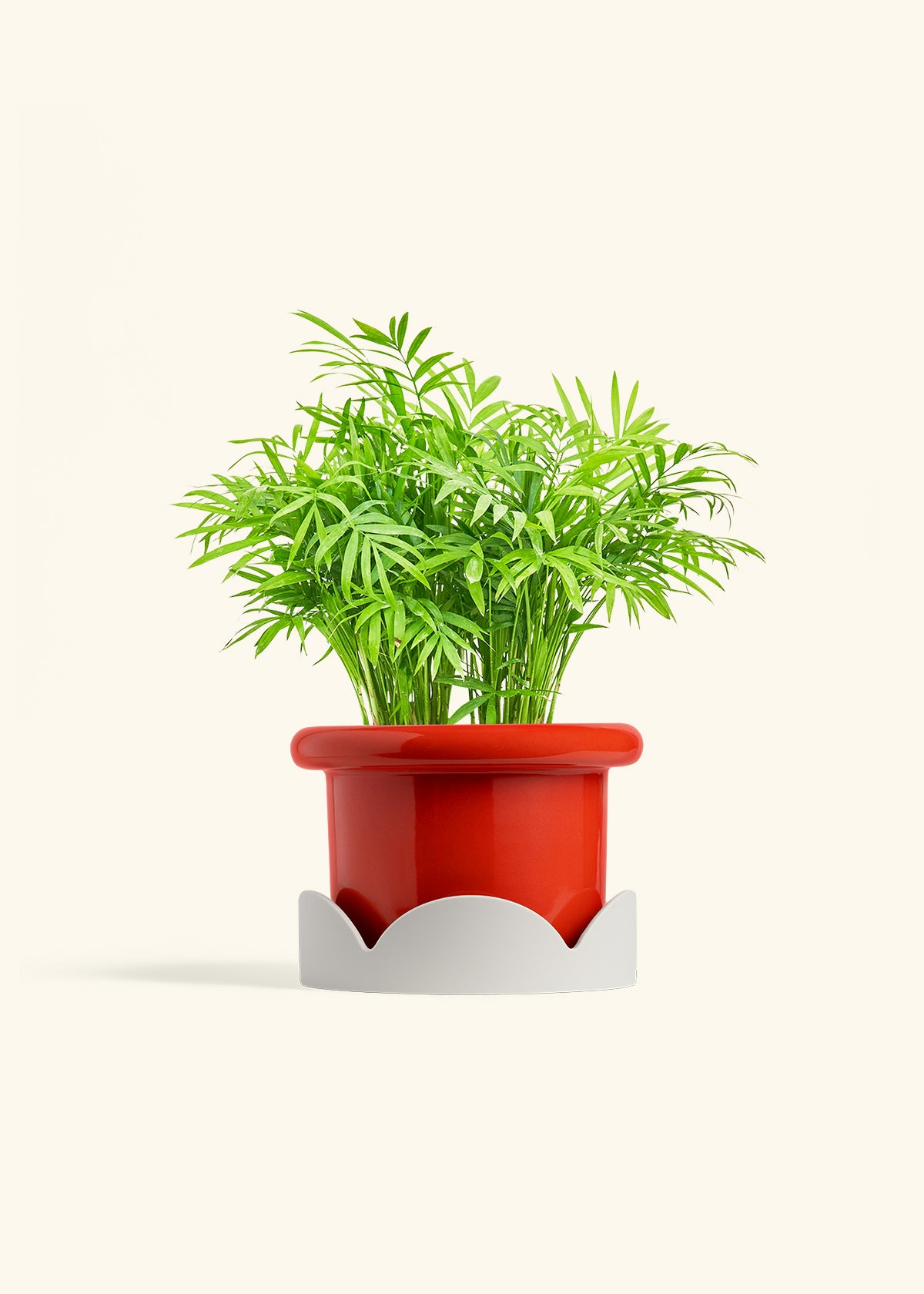 Parlor Palm in a 6 inches Fat Lip Red Planter in a Oat Petal Drip Tray