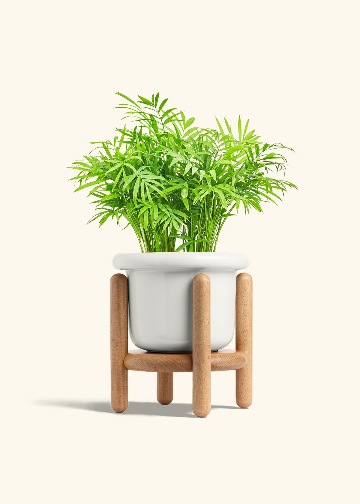 Parlor Palm in a 6 inches Fat Lip White Planter in a Beech Wood Stand