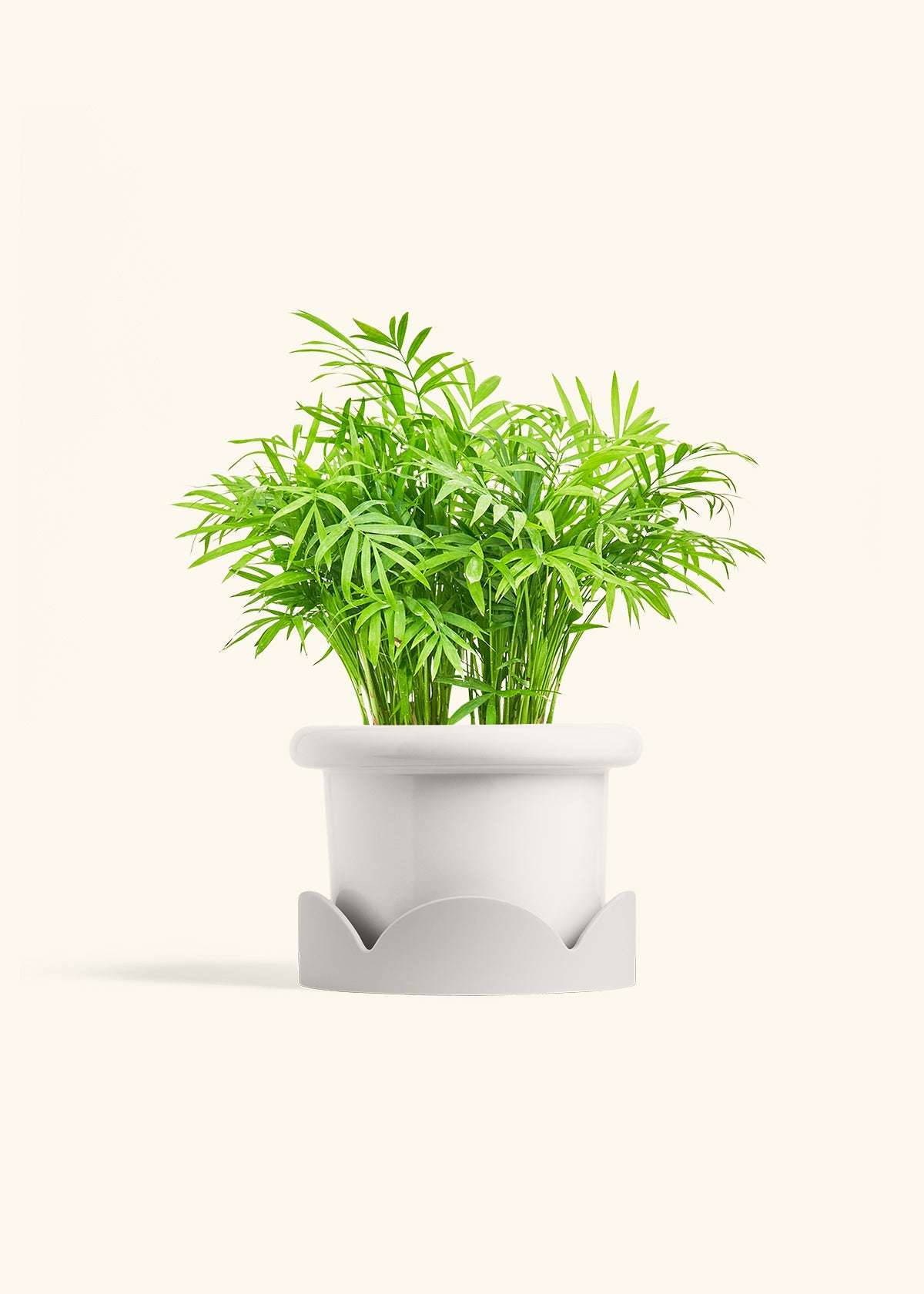 Parlor Palm in a 6 inches Fat Lip White Planter in a Oat Petal Drip Tray