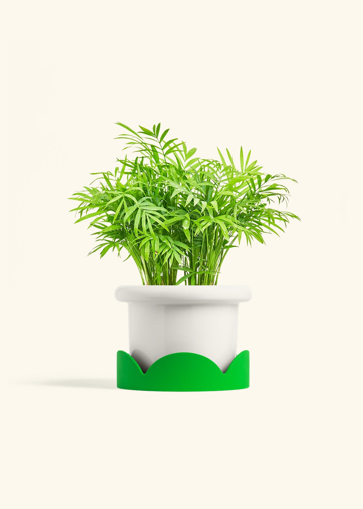 Parlor Palm in a 6 inches Fat Lip White Planter in a Shamrock Petal Drip Tray