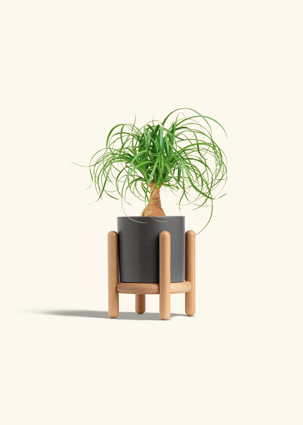Ponytail Palm in a 4 inches Charcoal Classic Cylinder Planter in a Beech Wood Stand