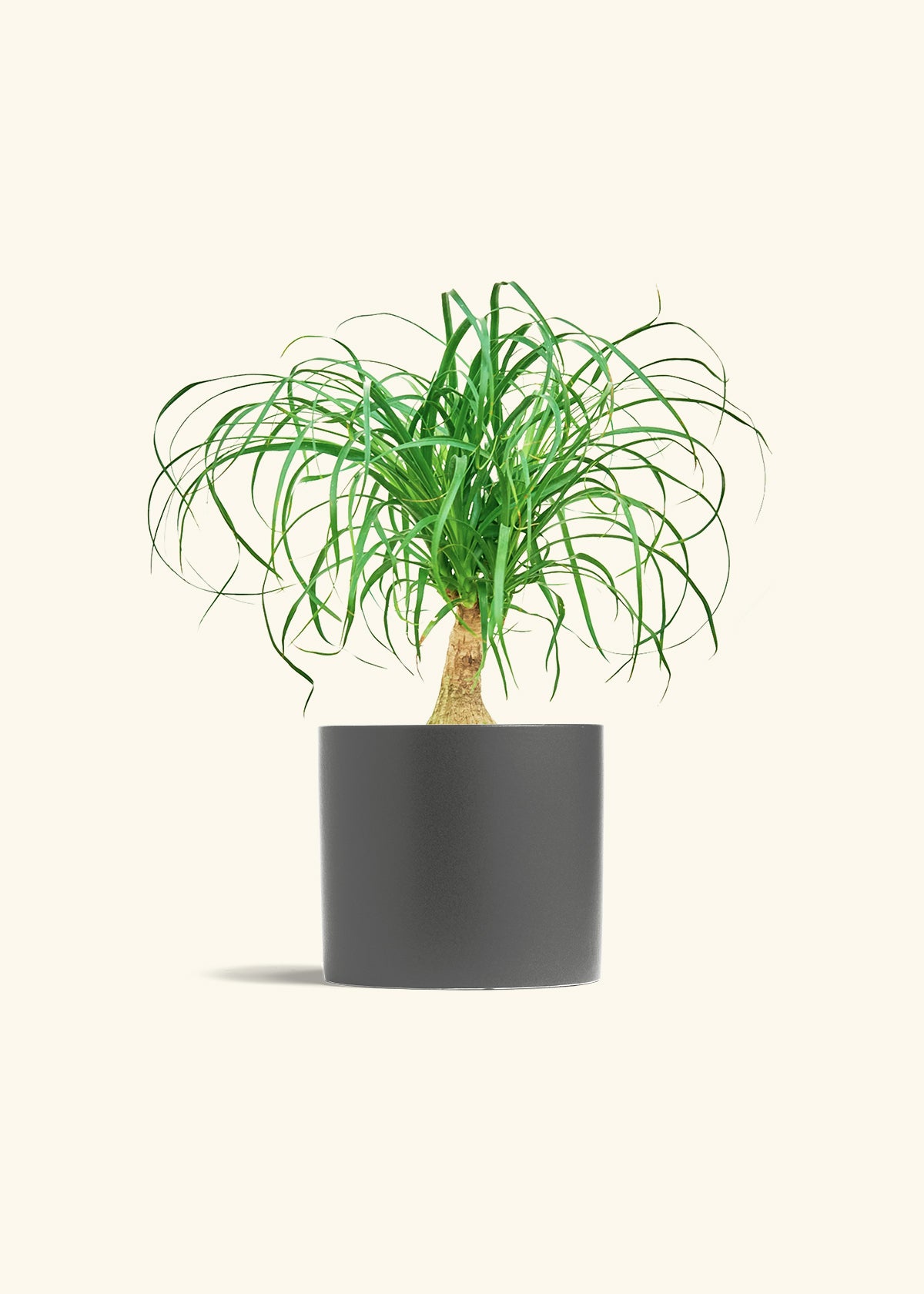 Ponytail Palm in a 6 inches Charcoal Classic Cylinder Planter