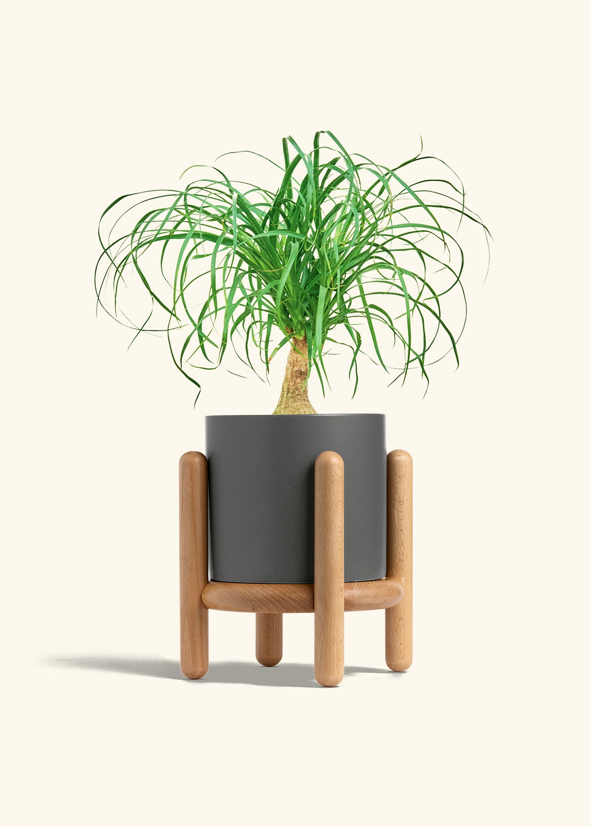 Ponytail Palm in a 6 inches Charcoal Classic Cylinder Planter in a Beech Wood Stand